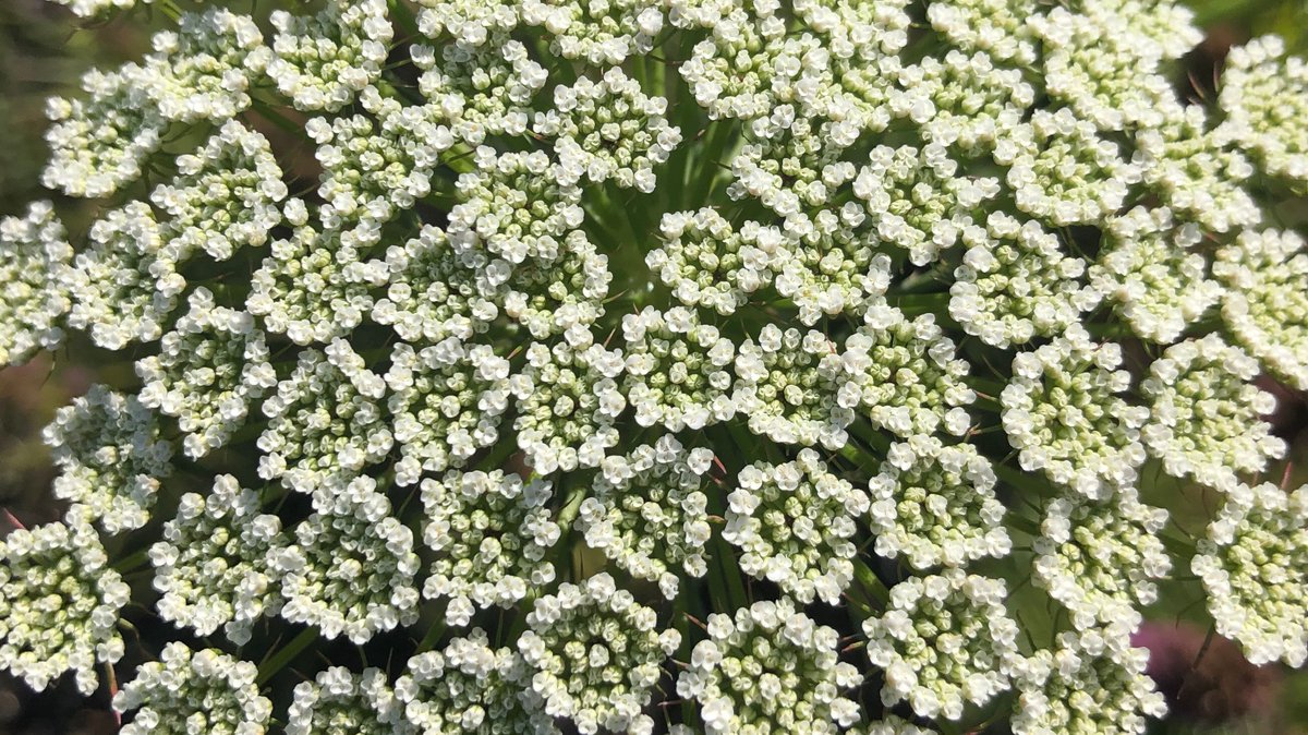 When looking at plants, how often do you take the time to focus in on all the details each individual plant has to offer? By shifting our awareness to notice the beauty in the often overlooked, it can bring us a sense of feeling connected to the nature around us. 🌿 #naturemoment