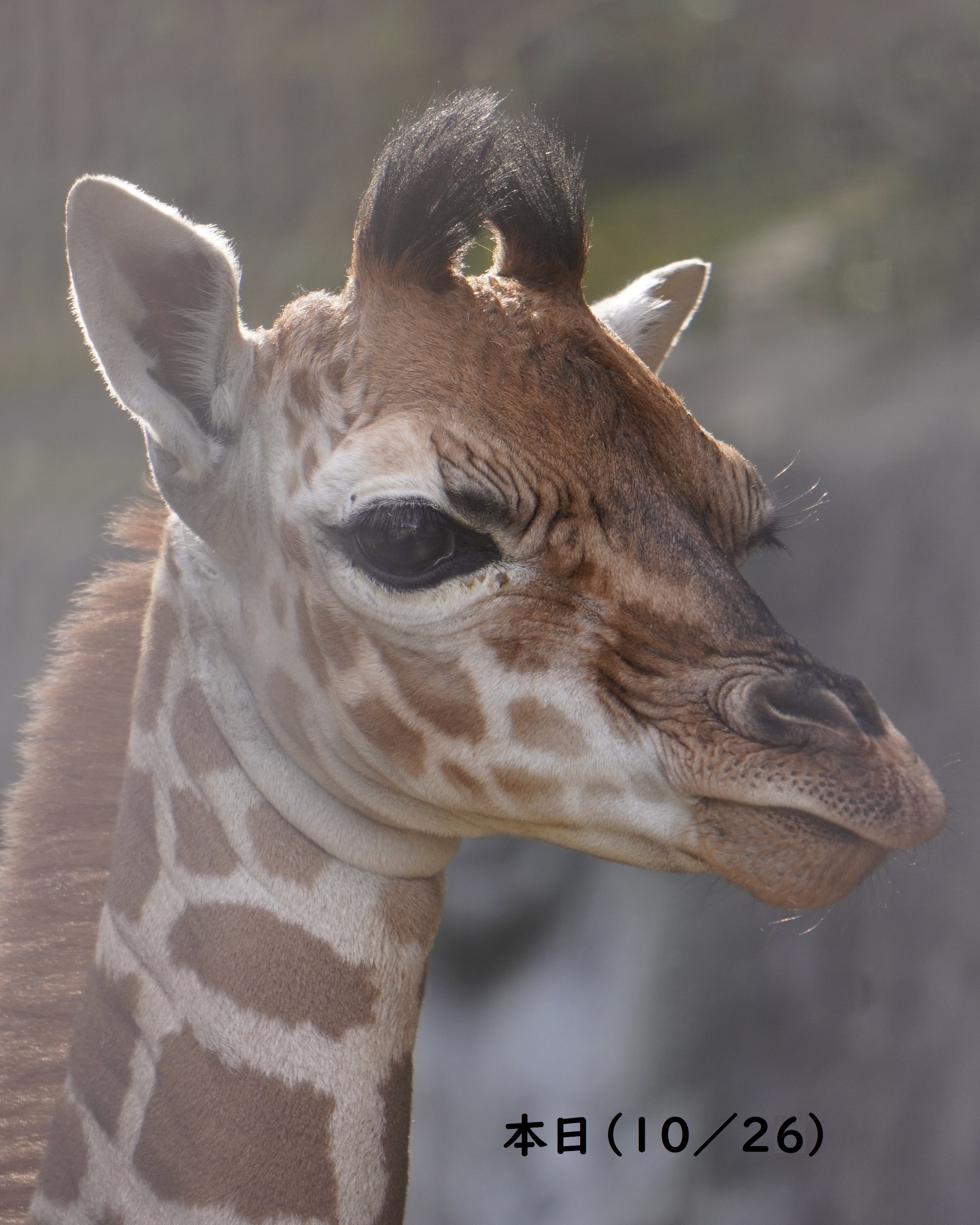 名古屋市東山動植物園 on X: 