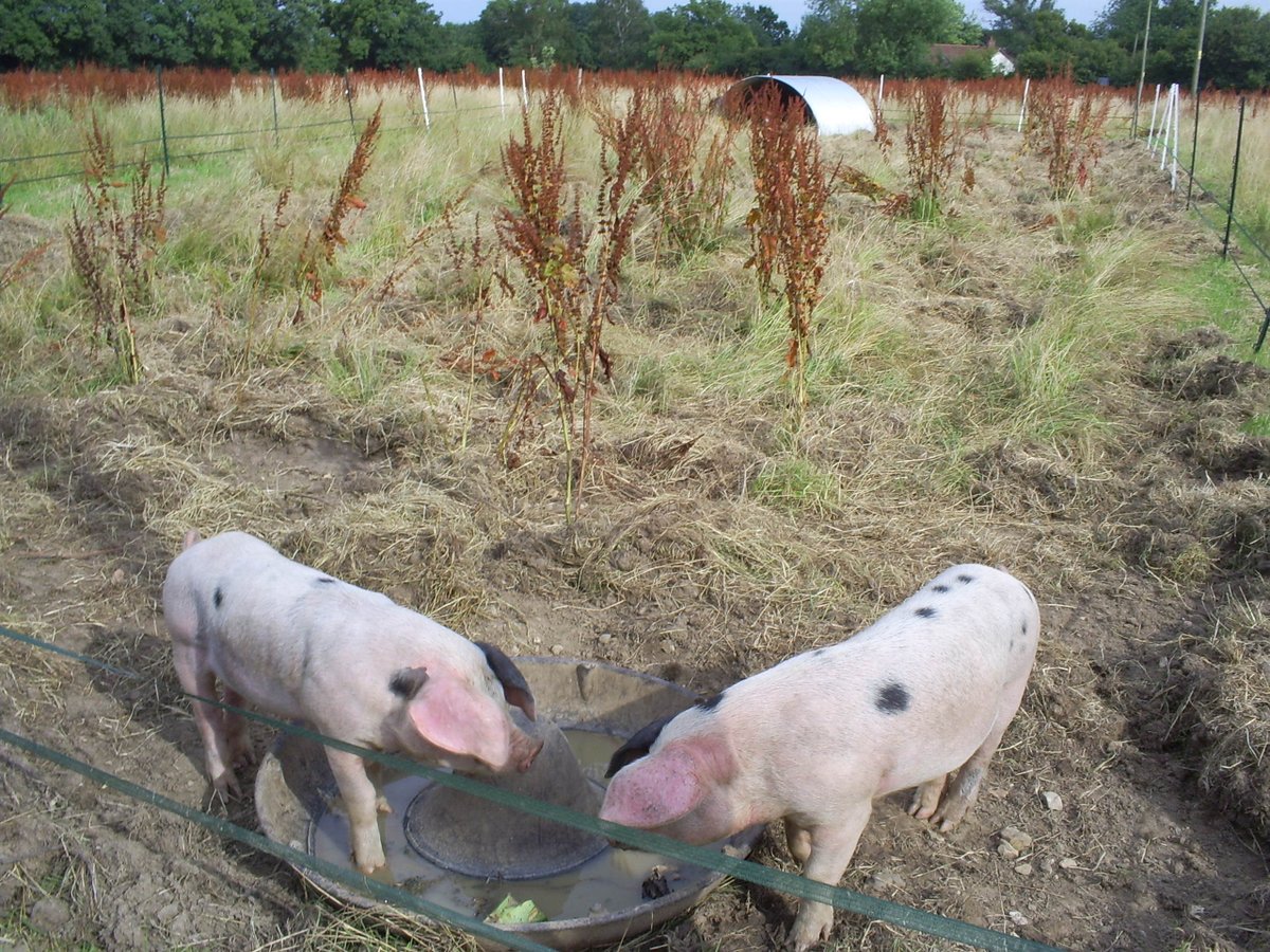 GAPSOfficial's tweet photo. There is no good health without good food! There is no good food without healthy soil! There is no healthy soil without healthy animals https://t.co/3CDY8q3E72