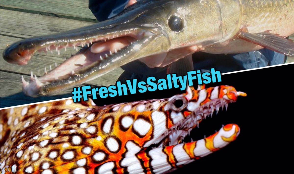 SolomonRDavid's tweet photo. It’s the #TeamFish vs TeamFish showdown we need right now. Also because we’re tired of beating #TeamBird all the time. 

Topics coming Monday for a weeklong “competition”, aka fishy factoids and Science Twitter trash talking! 
Follow #FreshVsSaltyFish🐠👍
📷@FishGuyKai &amp; me https://t.co/O6U5axBBaT