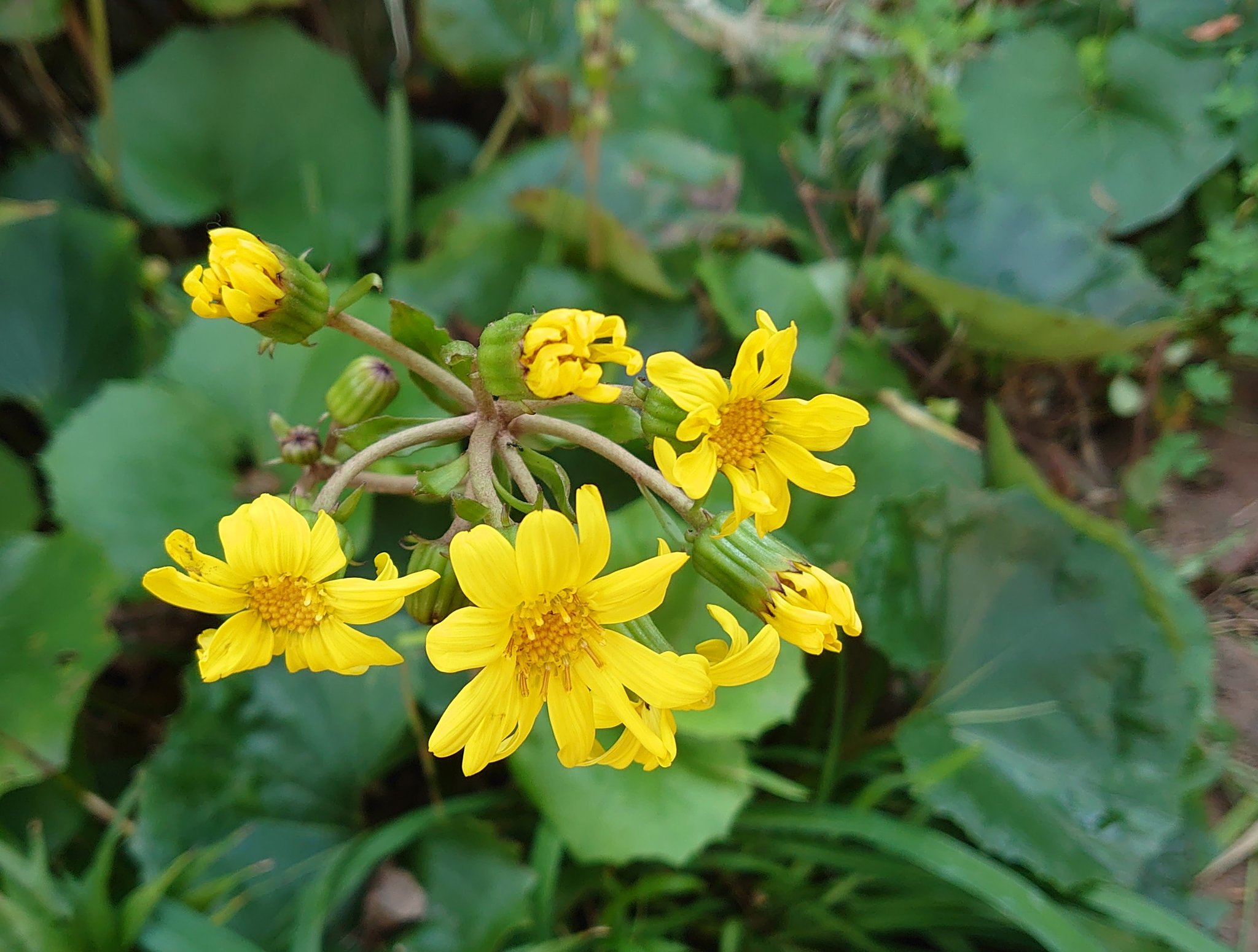 フキの花 Twitter Search Twitter
