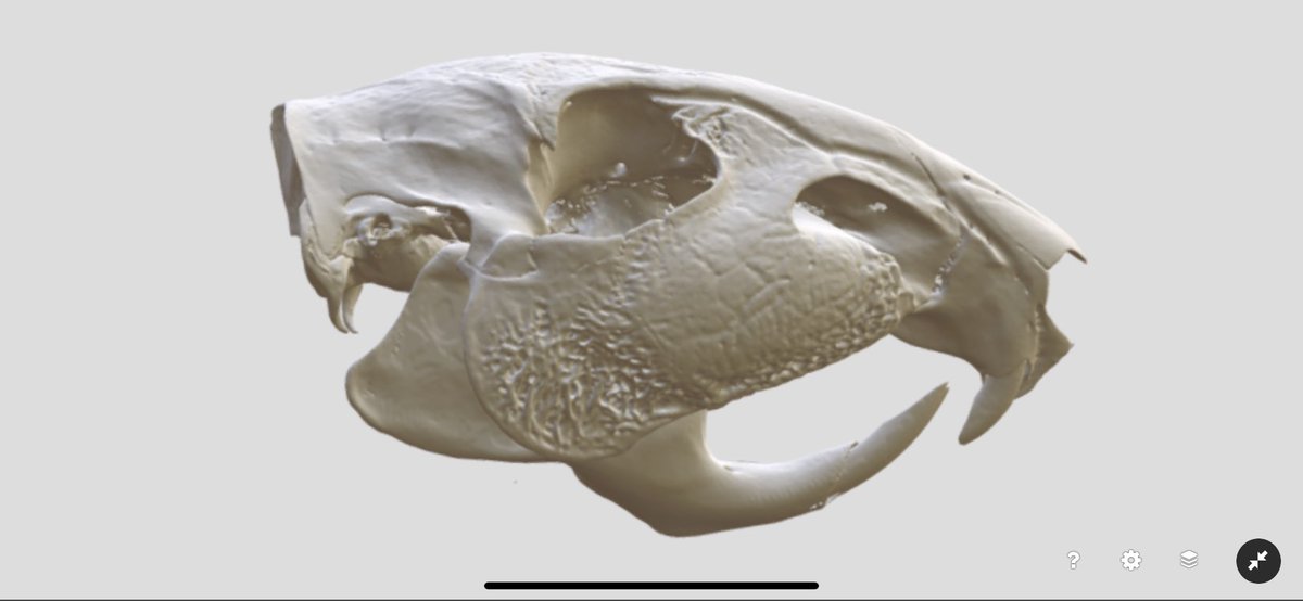 noe_delasancha's tweet photo. More rodents #FuncQEE Cuniculus paca MSB:Mammals:56084 @Sketchfab @codythompson51 @davidcblackburn @bryansmclean @chicagostatebio @ChicagoState @chistatearchive @UMichEEB
https://t.co/qeS3u0rw1h https://t.co/xj1dKqhexr
