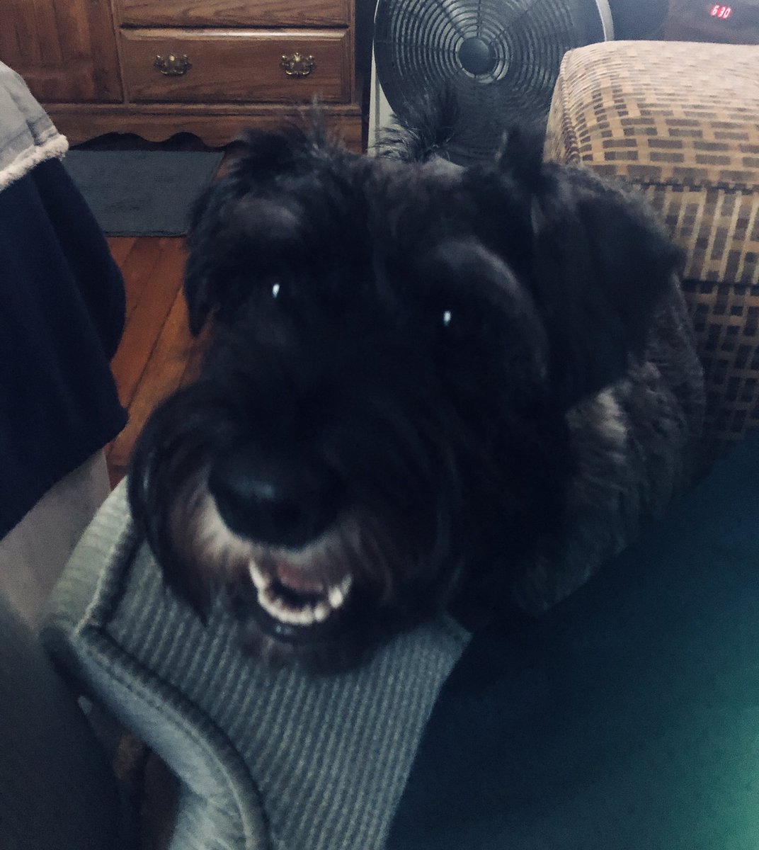 Jp2000ehs's tweet photo. Happy to Show this Best Girl,Jackie!🐕@dogcelebration https://t.co/prXaPKZiVe