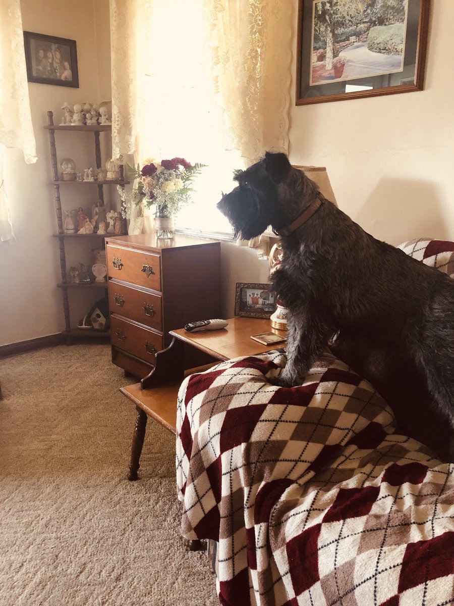 Jp2000ehs's tweet photo. Happy to Show this Best Girl,Jackie!🐕@dogcelebration https://t.co/prXaPKZiVe