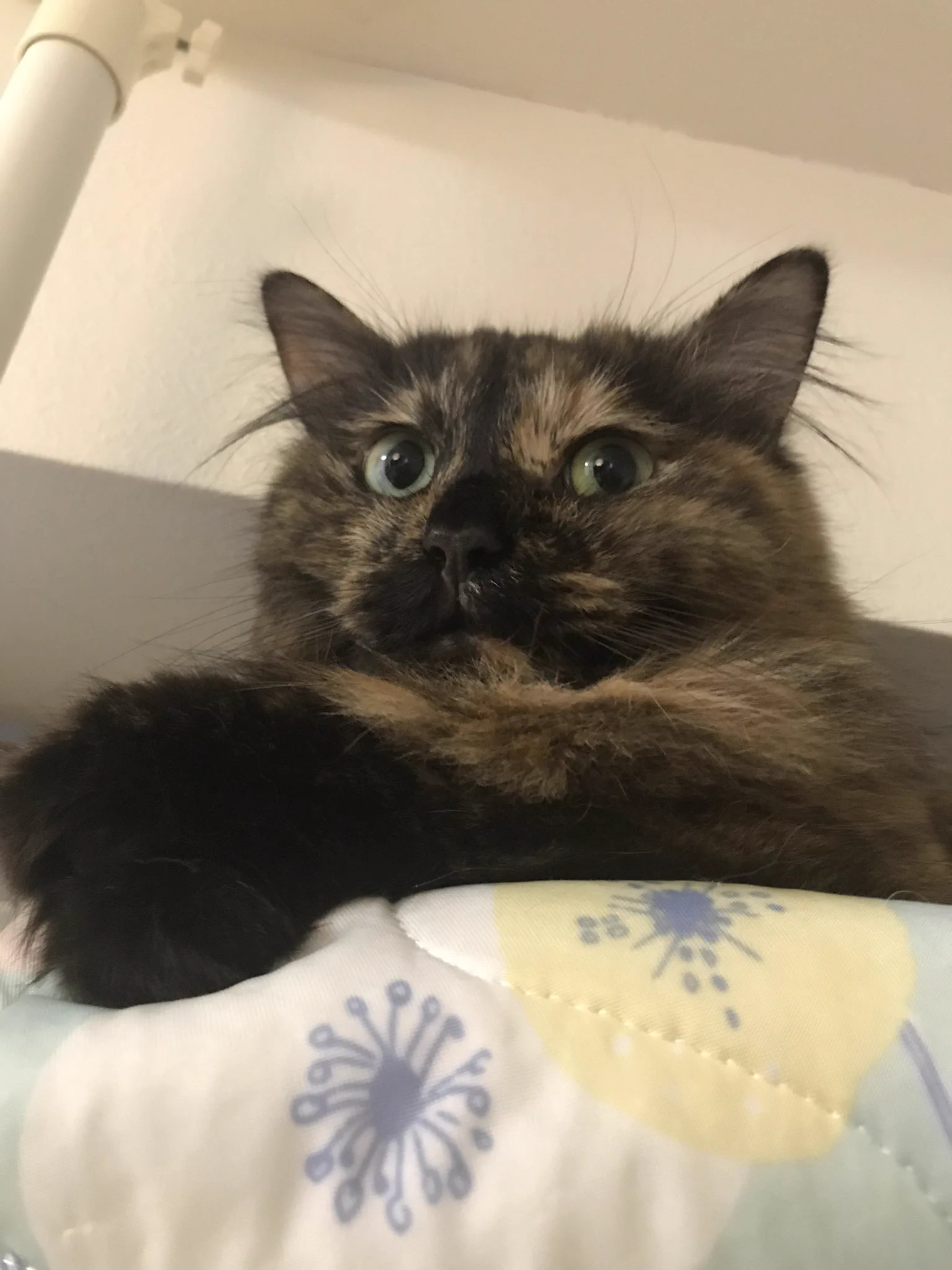 とりあえず買ってみた。妹ちゃんのプラッシングしやすくなるといいかなとおもって。  