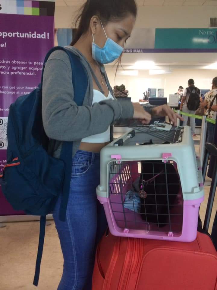YaEsNoticiaMx's tweet photo. Seguimiento | #GatitaMiel 
@VivaAerobus

#Miel no fue recuperada, muy lamentable la falta de responsabilidad de la aerolínea @VivaTeEscucha en el aeropuerto de #Guadalajara #DevuelvanAMiel @dominiq34882913 @Profeco @DefensoriaMOC https://t.co/fKel95et2q