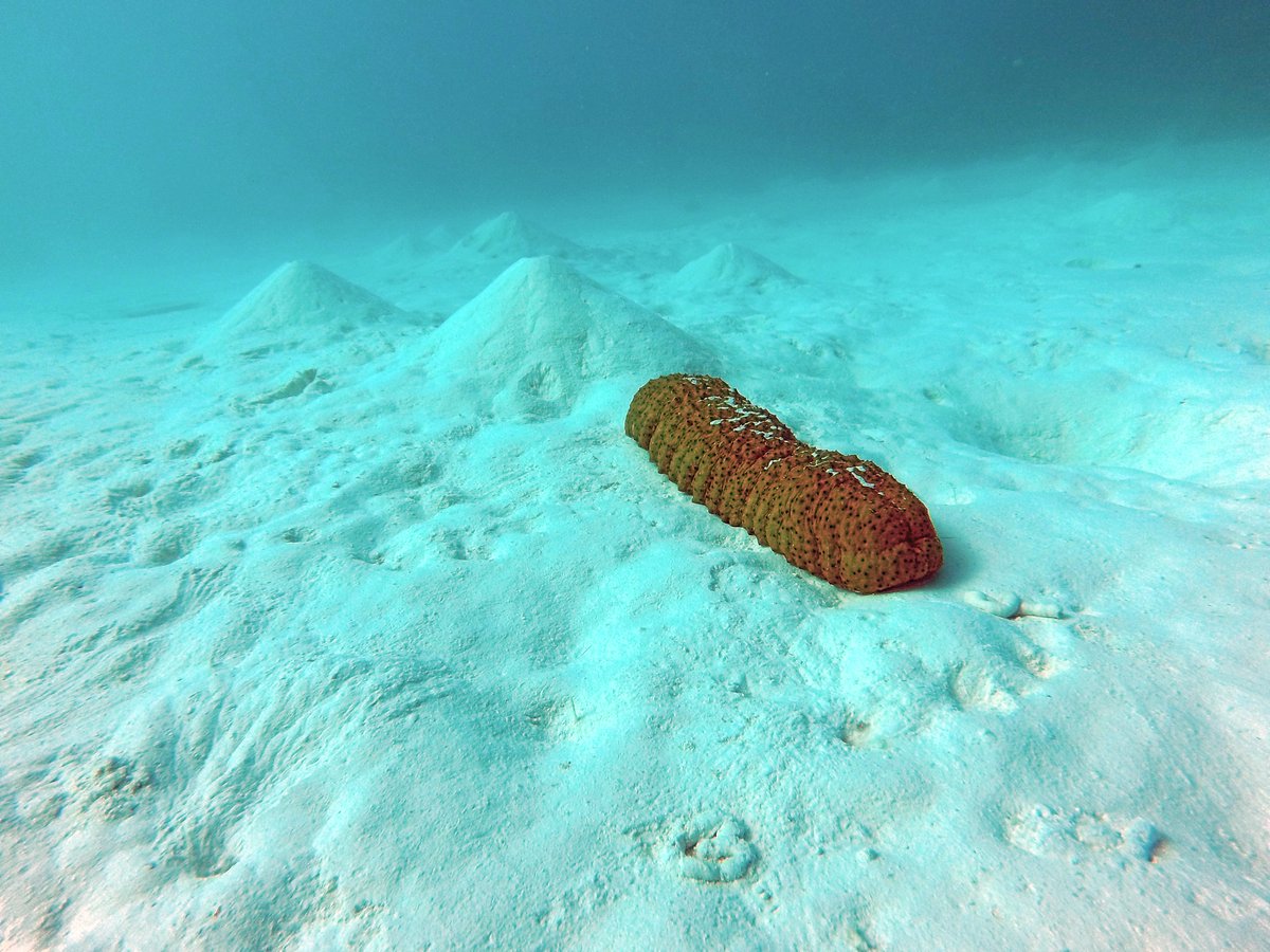 kennylwolfe's tweet photo. Interested in #coralreef #foodwebs beyond the coral- and fish-centric paradigm? We outline a novel perspective for #seacucumber and lagoon sediment communities on the #GreatBarrierReef
@curt_champ @agrabalandry @DeakerDione @ProfMariaByrne @CoralReefs_UQ 

https://t.co/8UoOwYzo9C https://t.co/eYtfKvl4u4