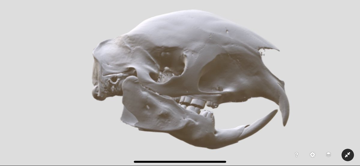 noe_delasancha's tweet photo. One more awesome #rodent Hystrix africaeaustralis (MSB:Mamm:43032) #RodentDiversity @codythompson51 @davidcblackburn @bryansmclean @ChicagoState @ChiStateArchive @ChicagoStateBio @UMichEEB @UF https://t.co/w5anui64oX https://t.co/esIDlzszlQ