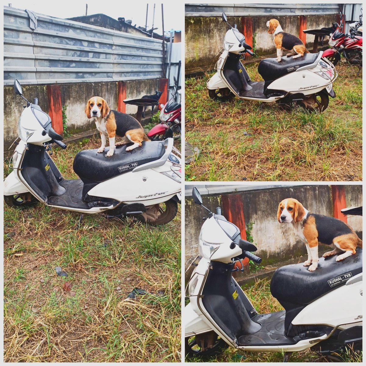 PunePet's tweet photo. When your trainer's running late for your driving Class !!! 😂🤣😂🤣
.
.
.
#petboardingpune #dogsinpune #doghostelnearme #riyopaws #dogboarding #petsofpune #dogsofpune #punedogs #punecathostel #funtime #petsocialization #punediaries #petcarepune #pcmc #pune😍
 #doghumor #pethumor https://t.co/h9E1Q9P4Dk