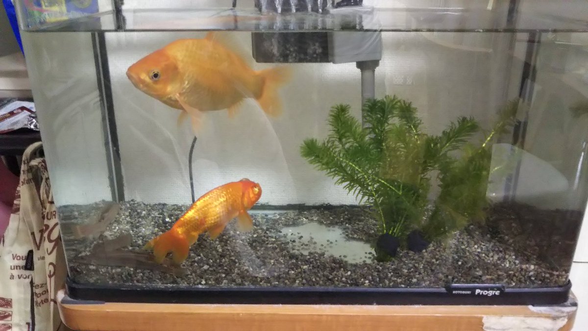 長月文庫 うちの金魚とどじょうは ノーブランドだし超美形ではないけれど いつも元気で 私たち家族を癒したりあやしたり 大事な存在です Kingyo 長月文庫 うちの金魚とどじょうは ノーブランドだし超美形ではないけれど いつも元気で 私たち家族を癒したりあやしたり 大事な存在です Kingyo
