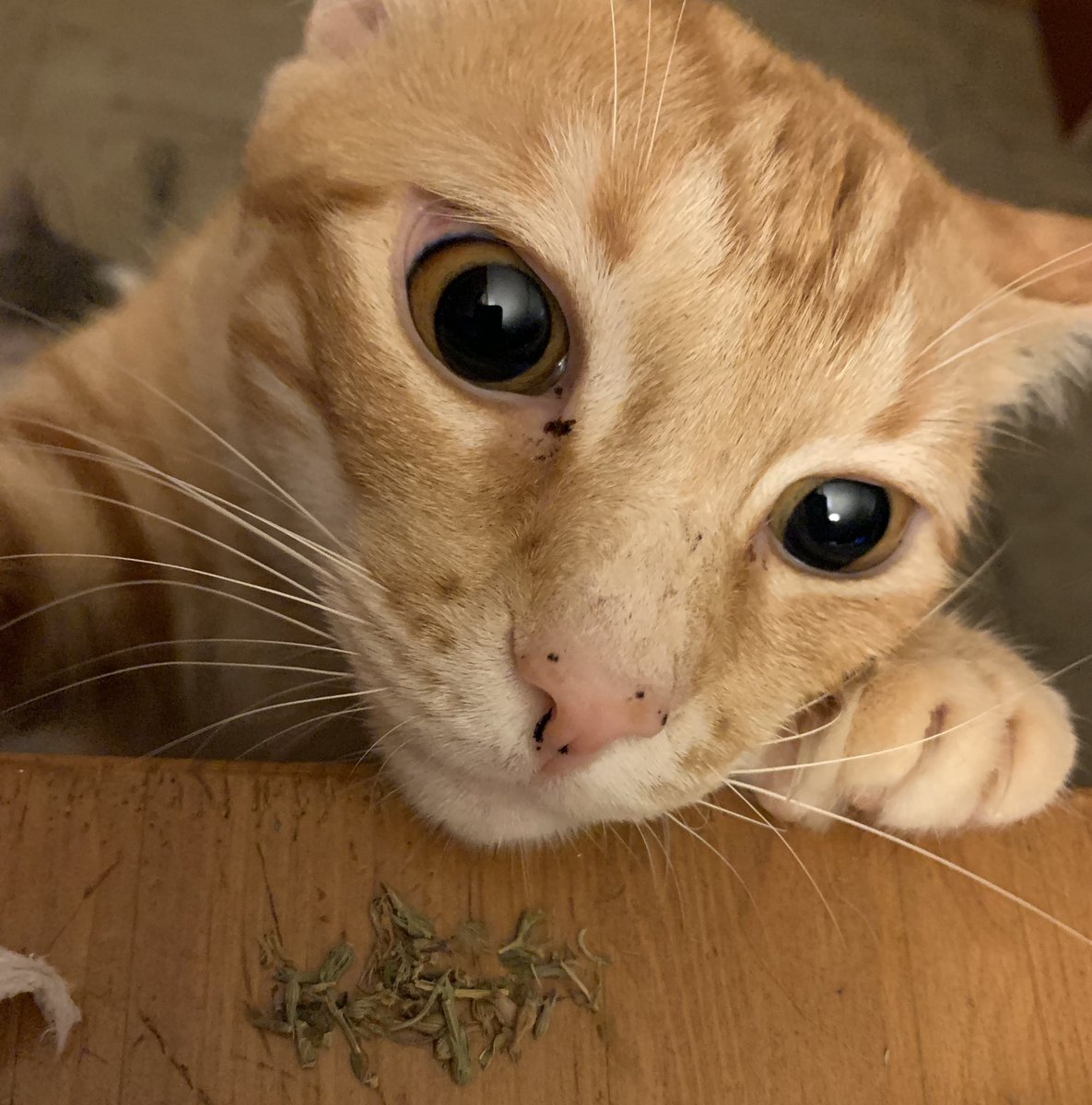 sandrasantos's tweet image. #CatnipAddict