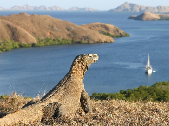 Mengenal Lebih Dekat Taman Nasional Komodo

#savekomodo

- A Thread-