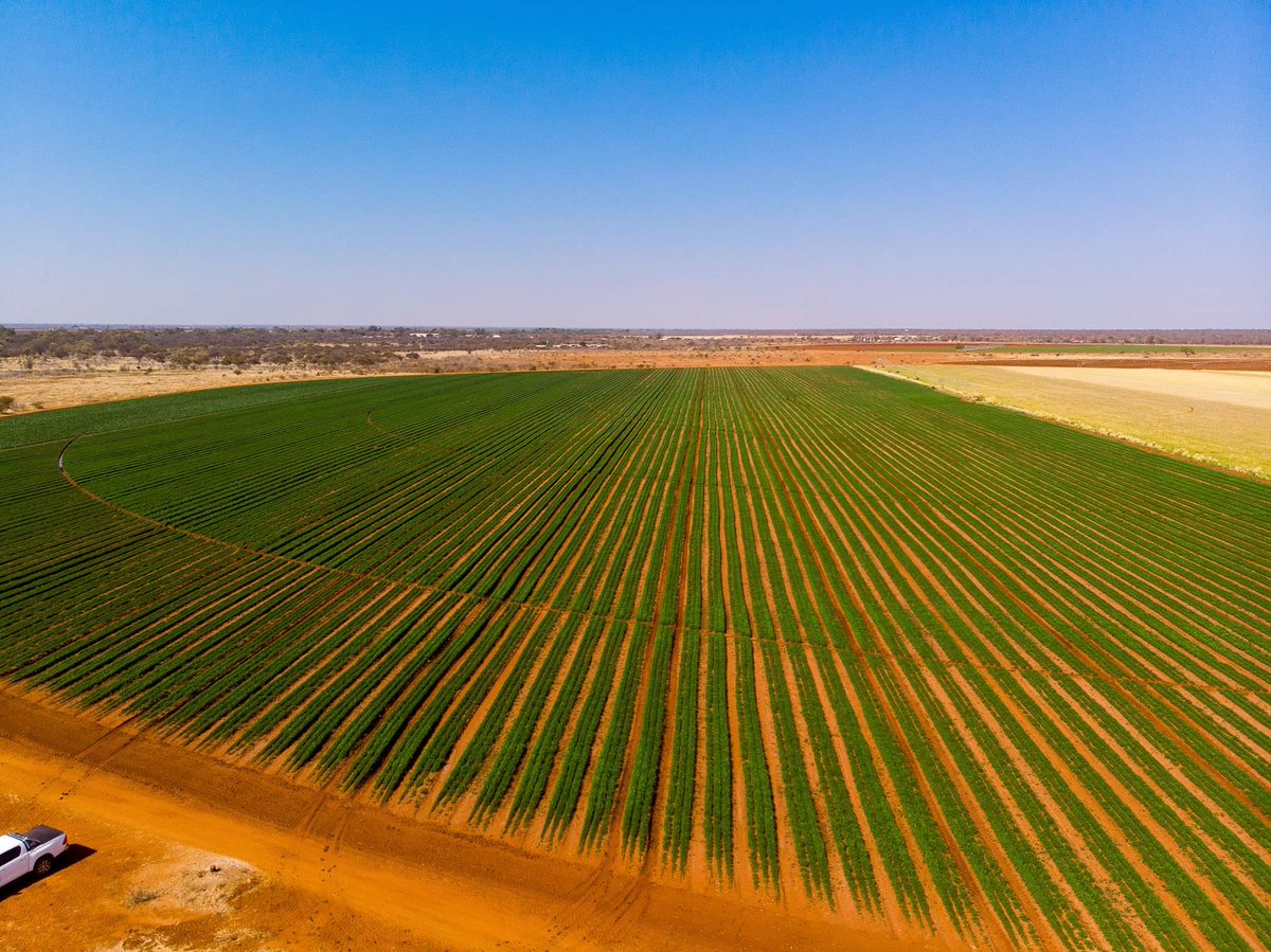 BWGovernment's tweet photo. GOOD MORNING FROM TULI BLOCK

📸 12 hectares of carrot Lurcene farms at the Tuli Block by Radinepe Radinepe #MagicalBotswana 🇧🇼

#BusinessMonday
#FoodSecurityBW
#PushaBW 
#buyBotswana https://t.co/4xol6OUMET