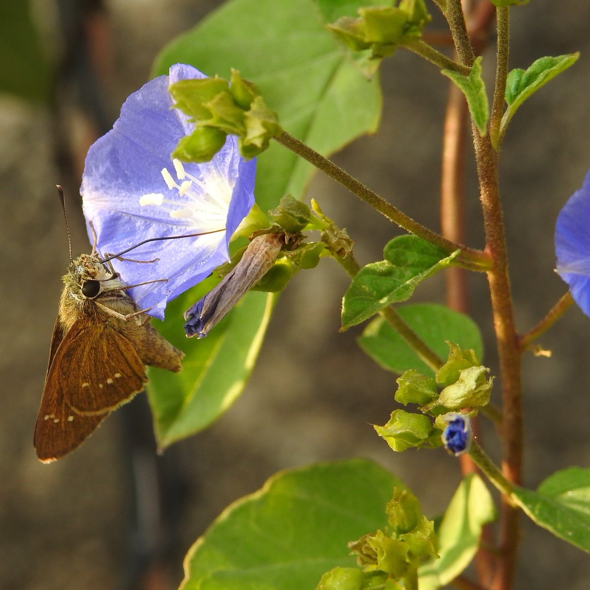 nehaa_sinha's tweet photo. I planted a flower and this lovely Skipper butterfly, that looks like a moth, came.

The long 'leg' is actually the tongue - its sipping deeply from the nectar of the Jacquemontia! I love the buds, those little inky dots of beauty.
#IndiWild #IndiButterfly @IndiAves https://t.co/oRIgYuFsXG