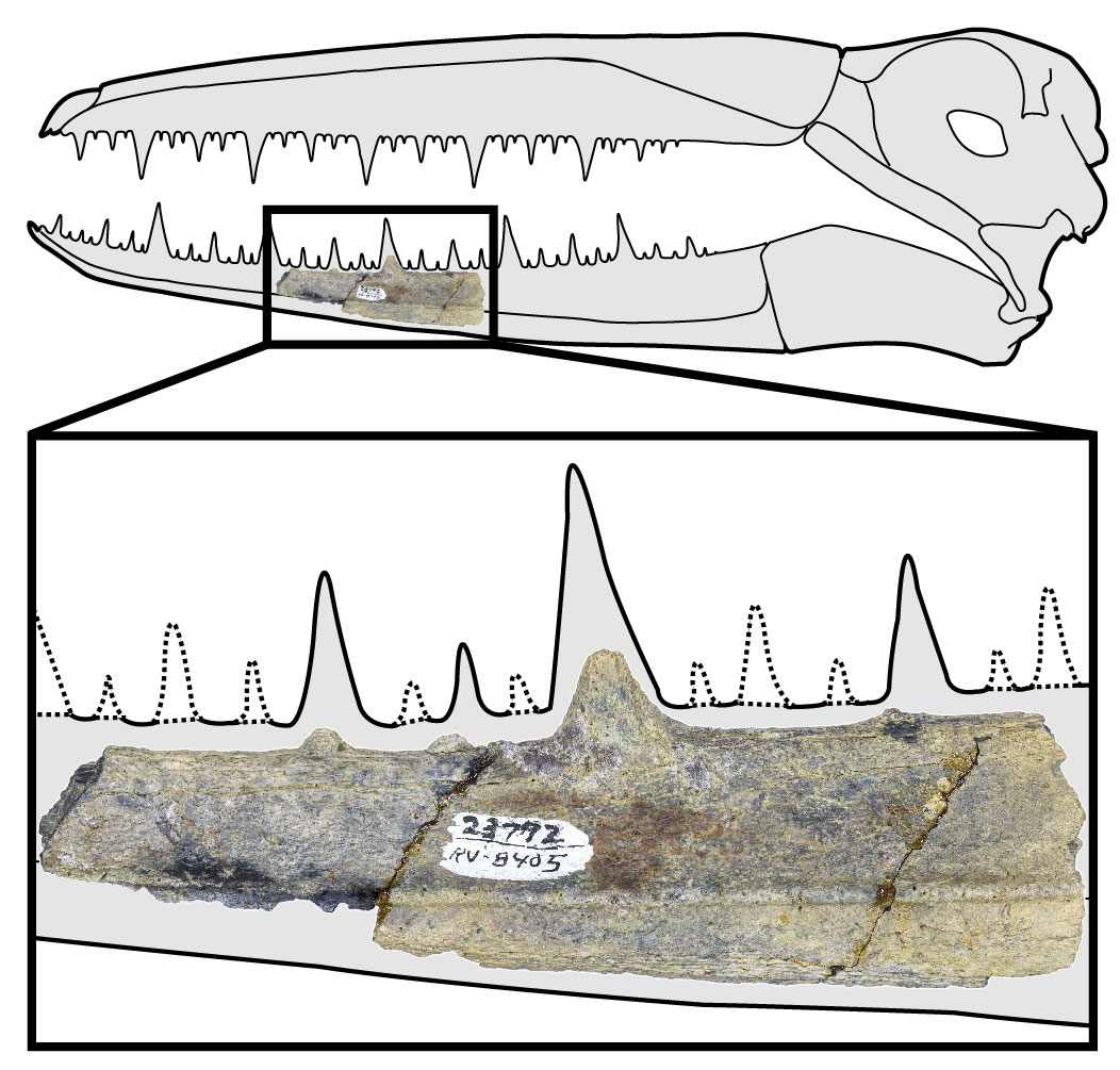 avianscience's tweet photo. Pt 2: These #Antarctic pelagornithid #fossils (bony-toothed birds) are the earliest records of giant flying birds. Authors: @BeakyThings @AshPoust @avianscience Fossil collector: @UCRiverside Michael Woodburne. Artist reconstruction: @flinders Brian Choo. https://t.co/LZftnzFABt