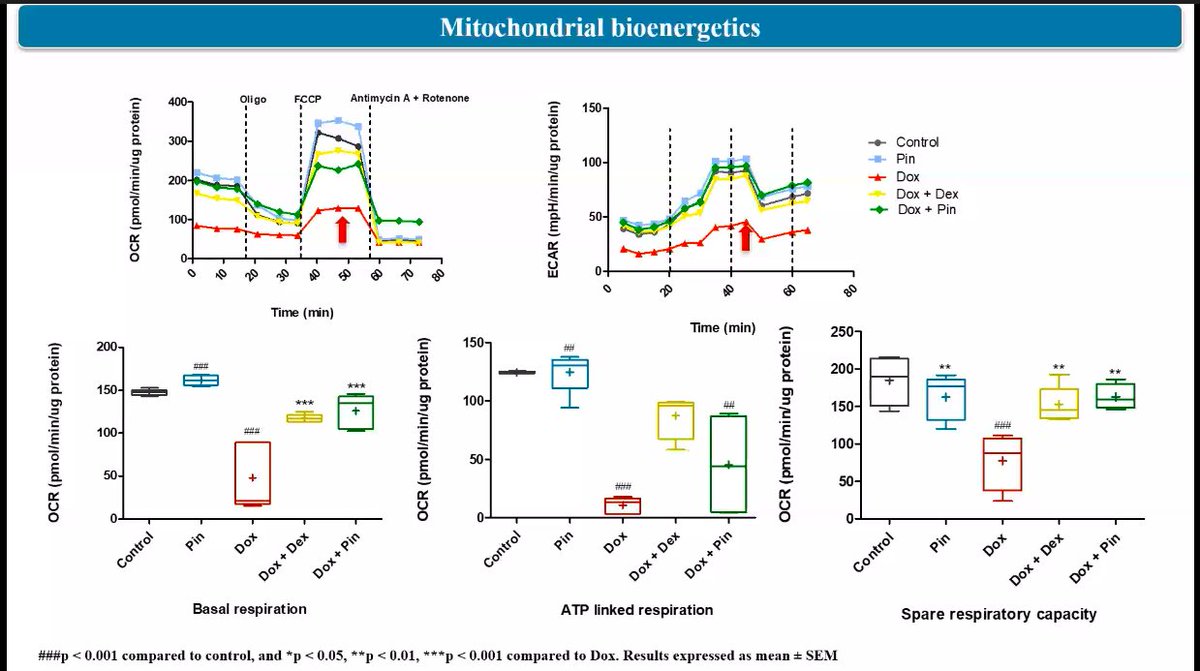 Elody_scientist's tweet image. Cells treated with Dox result in a decrease spare respiratory capacity, and basal respiration #ECSC2020