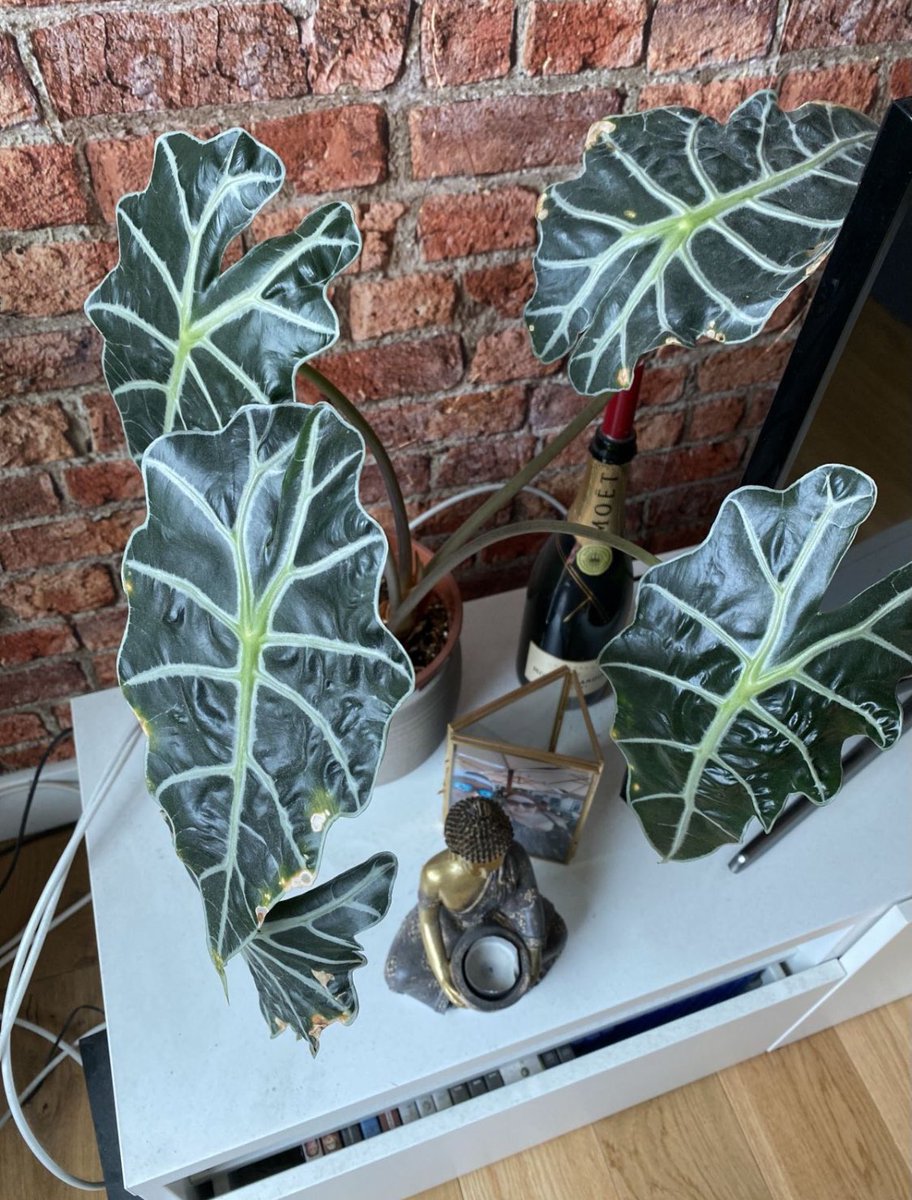 Lizzie Astles tweet media