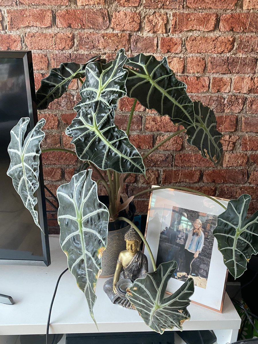 Lizzie Astles tweet media