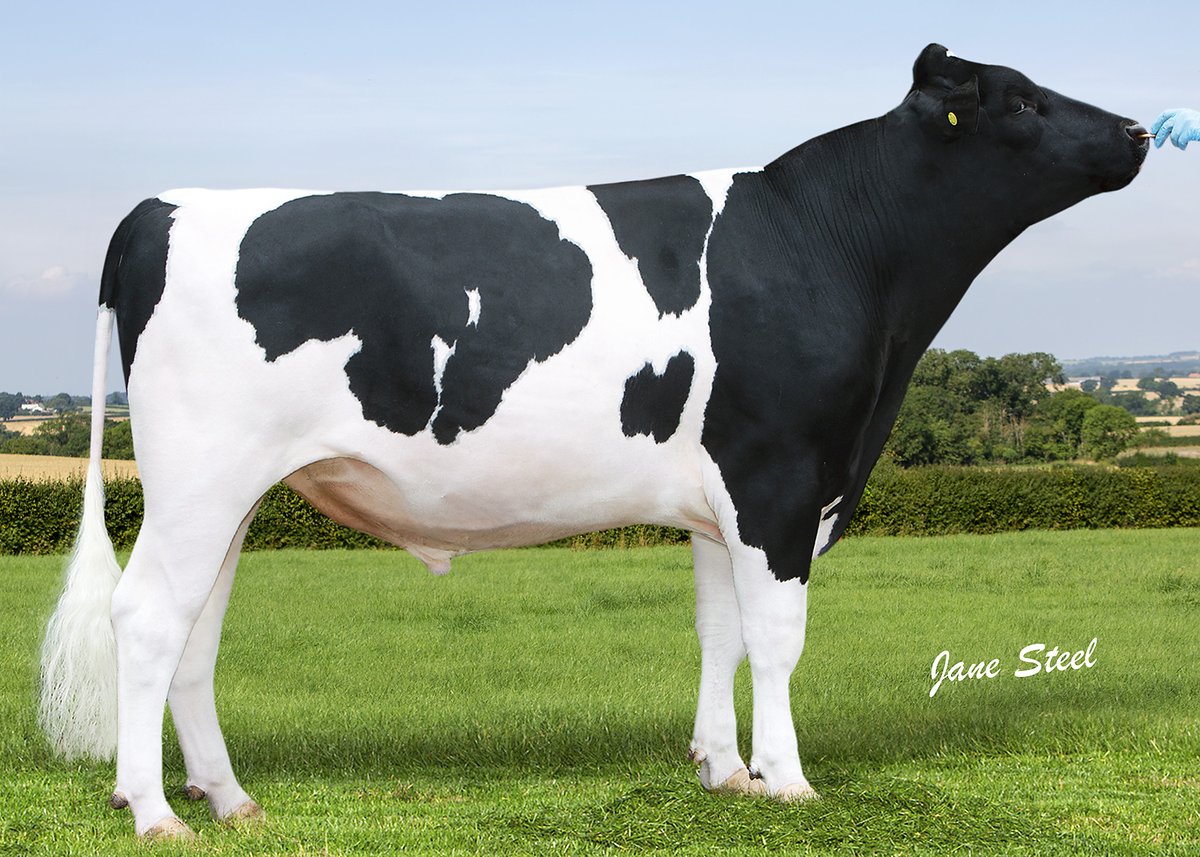 GenusABS's tweet photo. 🐄 5 o'clock Friesians!🐄

GOONHILLY ELIJAH…
The #1 genomic bull of all breeds for improving Daughter Fertility Index, at +16.3 Fertility Index on the ACI &amp; SCI lists (AHDB). Elijah is ideal for block calving herds.

https://t.co/jP2EPnFXSl 

#FriesianFocus #BlockCalvingGenetics https://t.co/WIzlit4gPo