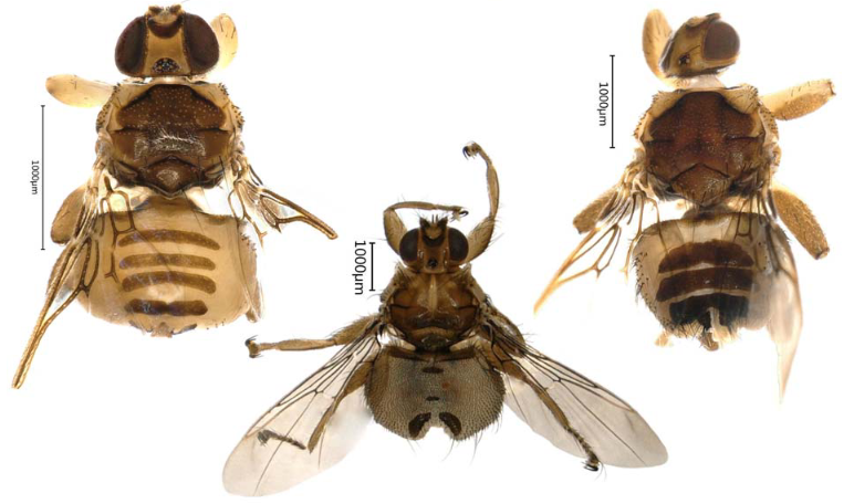 Seven species of #louseflies found as #parasites on birds at Muraviovka Park/#RussianFarEast - including a #first_record for Russia! New paper based on Benjamin Meissner´s bachelor thesis (!) out now: kmkjournals.com/journals/REJ/R…
#amurbirdproject #Hippoboscidae #insectscience