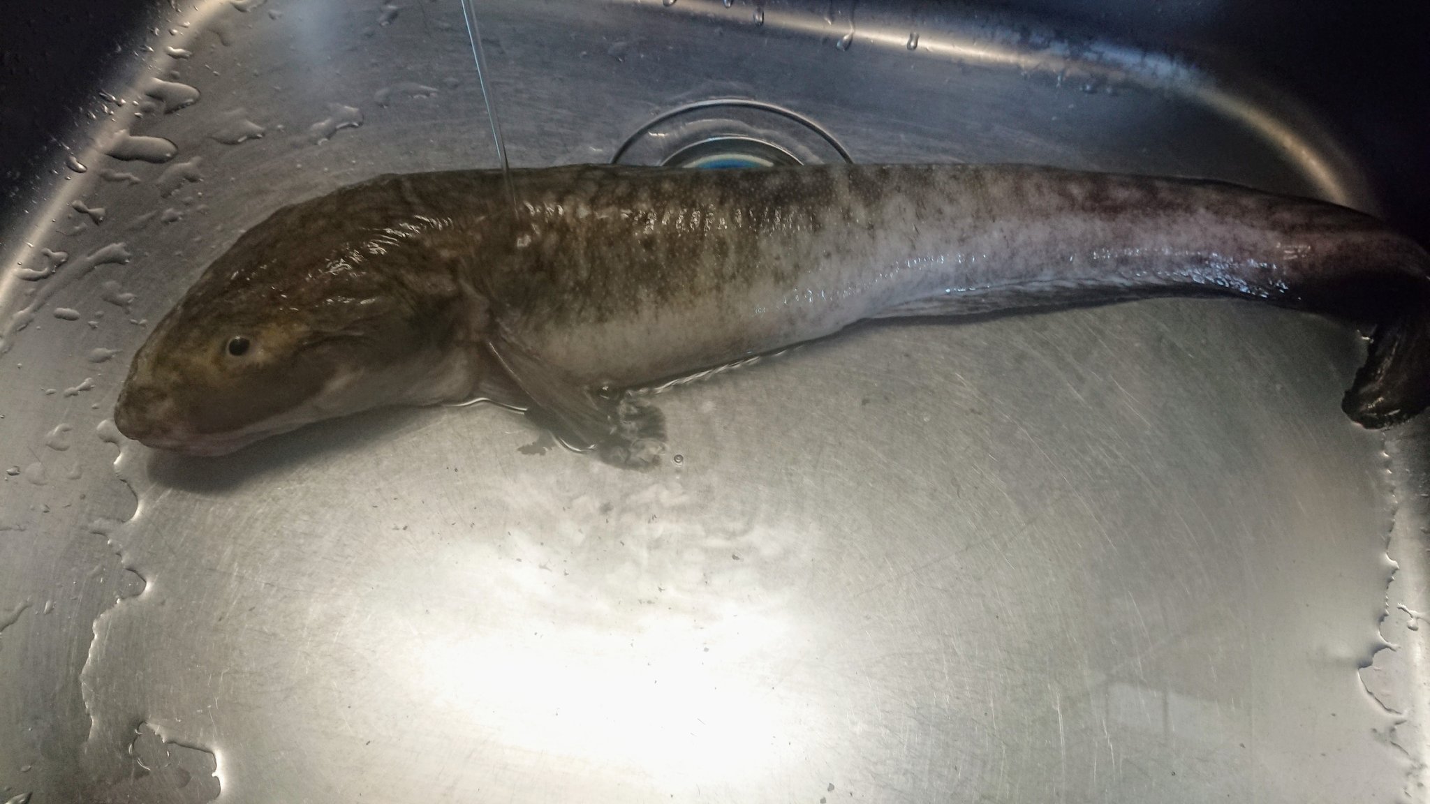 浜田敏彦 ばばあ 買ってきたなぅ ばばあ ババア タナカゲンゲ 鳥取県 魚 鳥取県でババアの愛称で親しまれている魚 T Co 0gjtg7vzog Twitter
