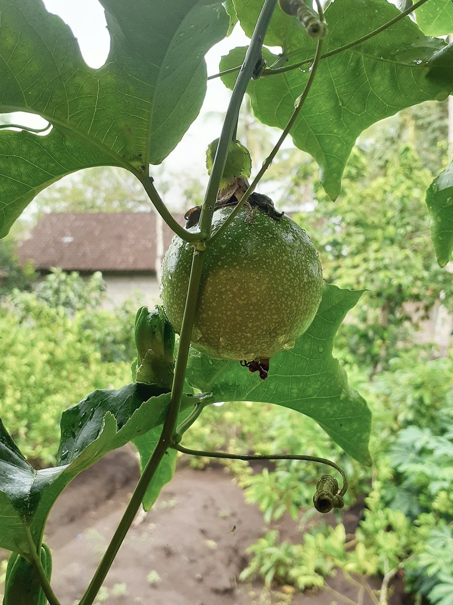 Markisa
Passion Fruit