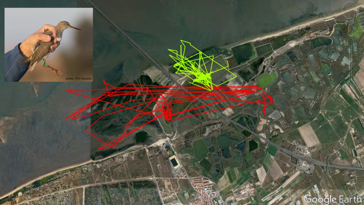 First batch of data is in!Movements of two  #redshank over 5 (red) and 8 (green) days, in the Tagus Estuary. Clear use of the Samouco saltpans and adjacent mudflats. #ornithology  #shorebirds  #waders