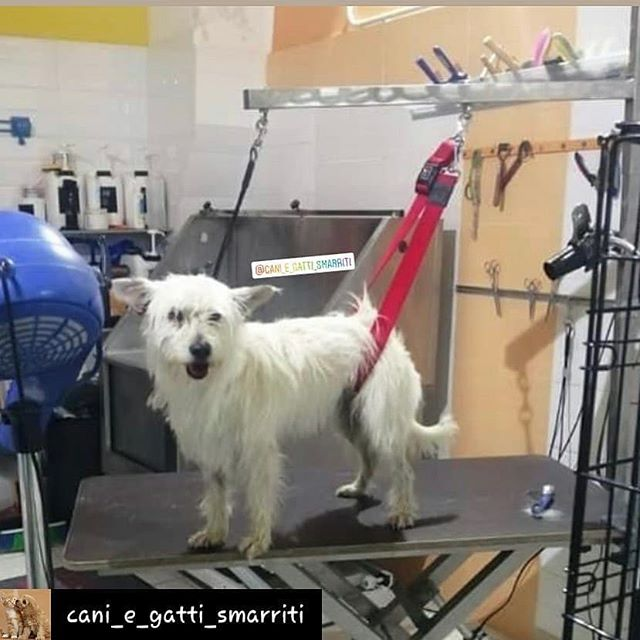 Luca_15_5's tweet photo. 🆘🆘🆘🆘🆘🆘🆘
MASSIMA URGENZA !!!
GUBBIO ( PERUGIA ) ZONA VITTORINA- ZAPPACENERE , #SCAPPATO #CANE DI 16 ANNI APPENA #ADOTTATO . GLI #ADOTTANTI HANNO APPENA INFORMATO . NOI SIAMO A TARANTO .. VI PREGO AIUTATECI !!! TAGGATE , AIUTATE NELLE RICERCHE . 335 1623443 / 335 814 0386. https://t.co/kS3EfTq2XN