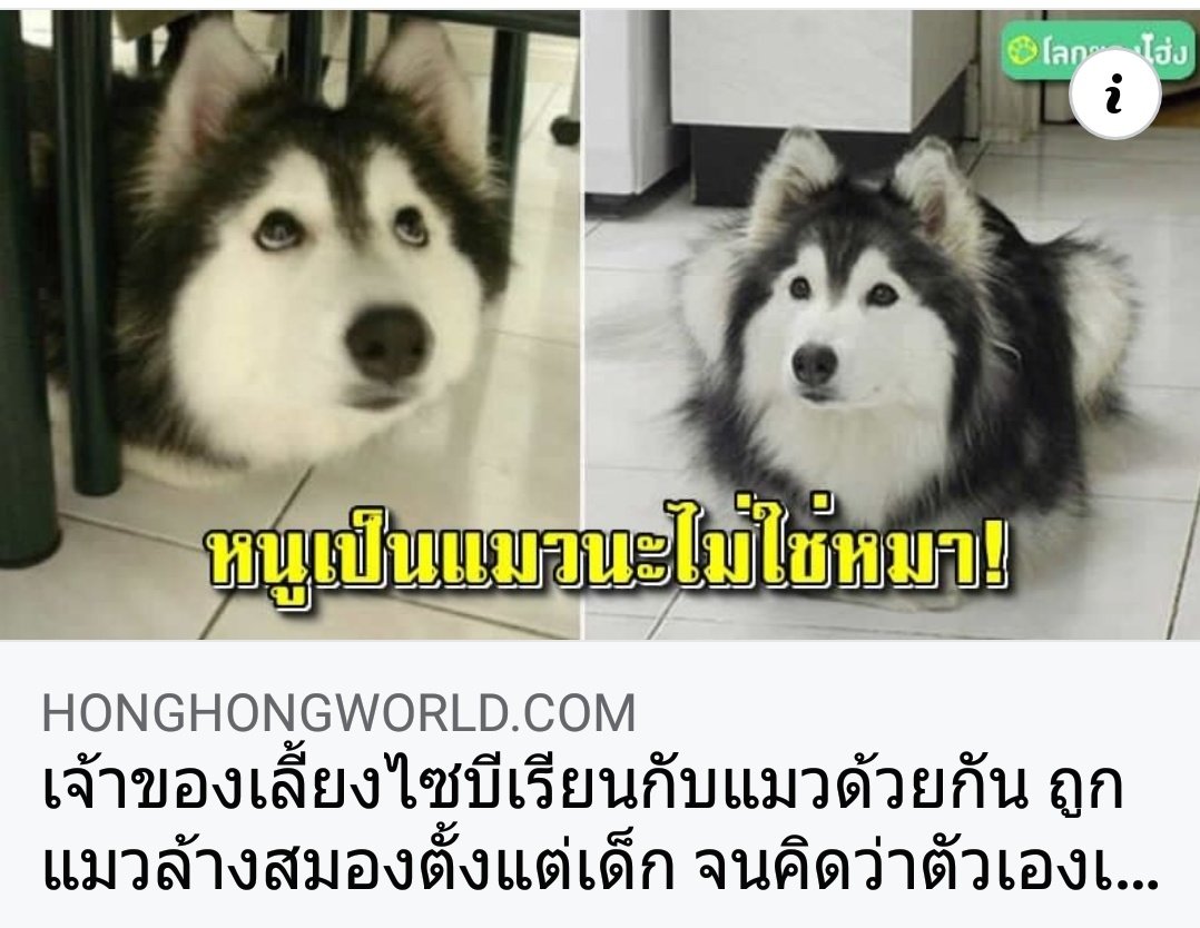 not grx tweet media