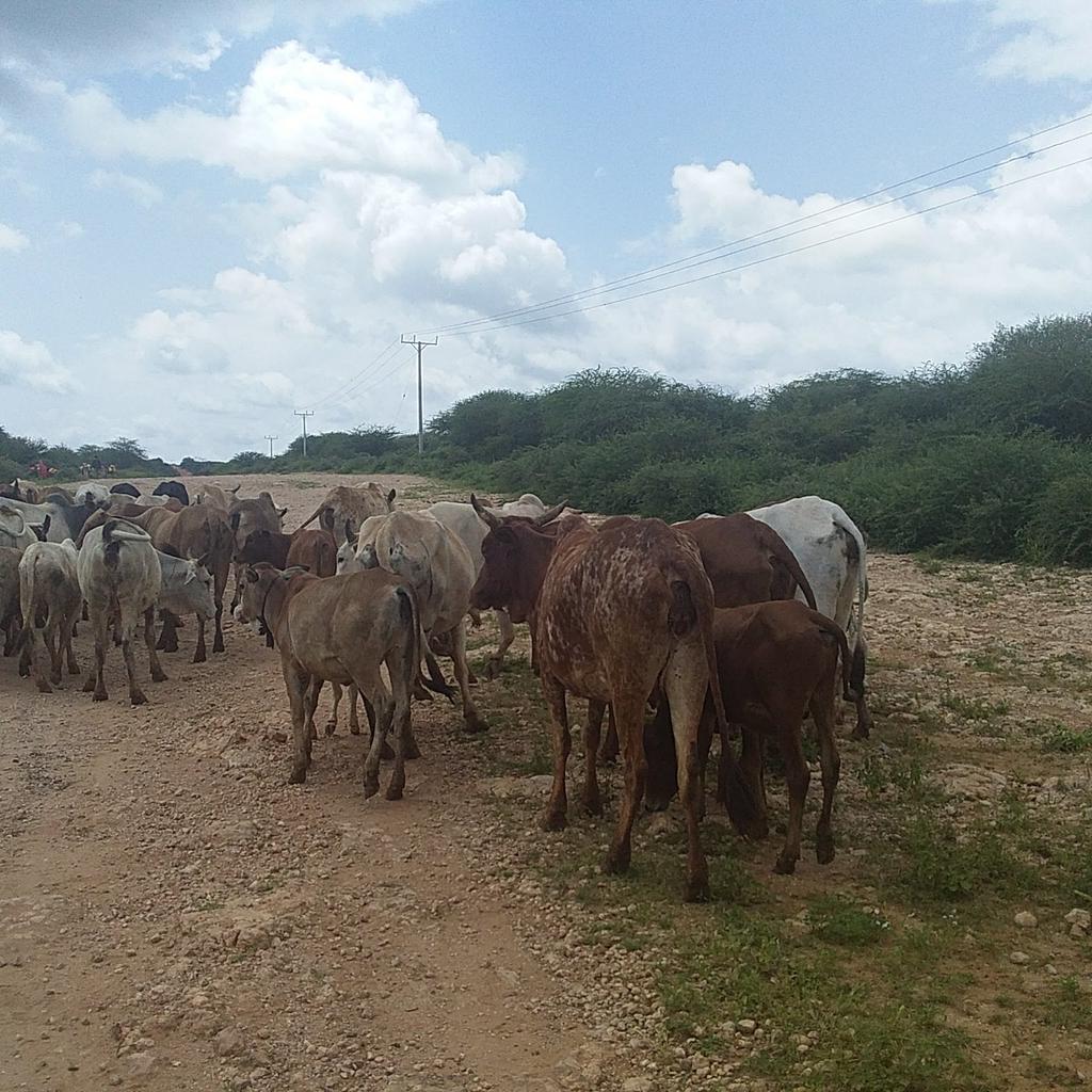 Cattle at the headquarter of  #DawaZone, Lehi, Somali, Ethopia