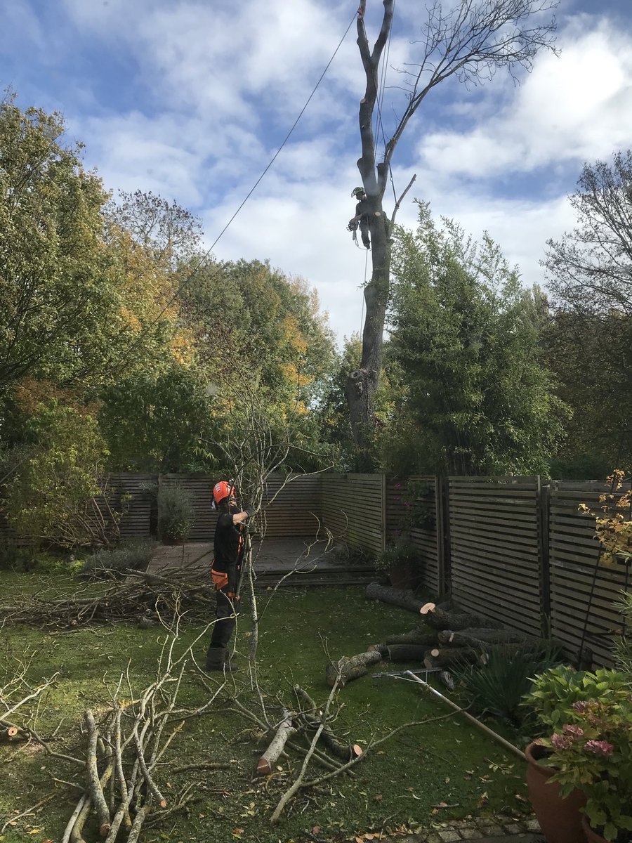 ros_giles's tweet photo. Not your average Monday morning #treesurgeons #notsureicanwatch and it’s #noisy @bassingbourn https://t.co/nUeSxOb0KG