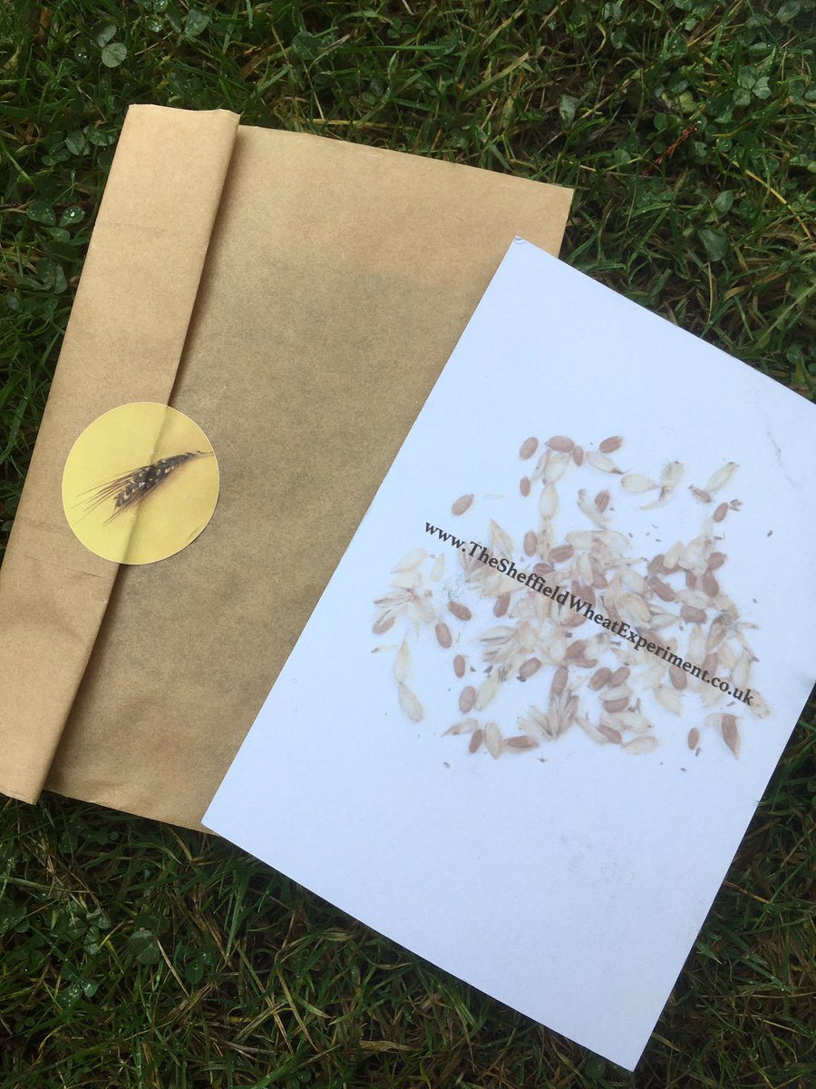 sabinelittle's tweet photo. Hard at work for the #sheffieldwheatexperiment - 200 Sheffield home gardeners following the journey from seed to bread...wish us luck! I just need to keep our Sheffield-caught sourdough alive long enough! #sheffieldissuper #sheffield #bread https://t.co/oO5Aqnj0TO