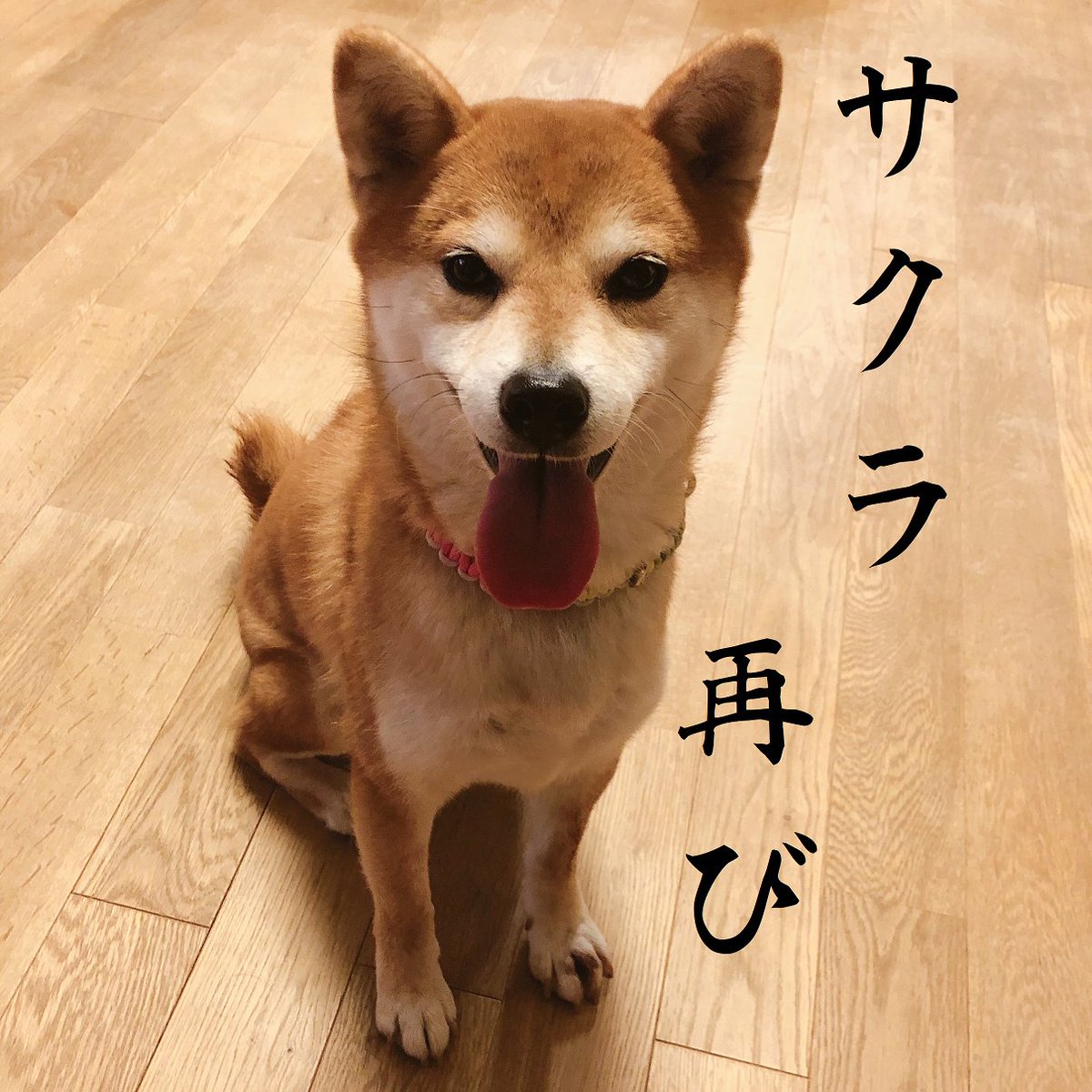 南海放送アプリ 南海放送アプリ