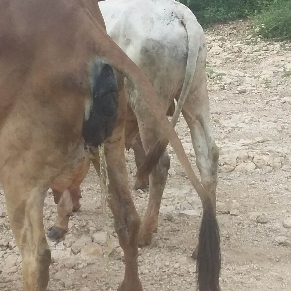 A cow  that I think is on the delivery stage at Lehi, Dawa Zone.