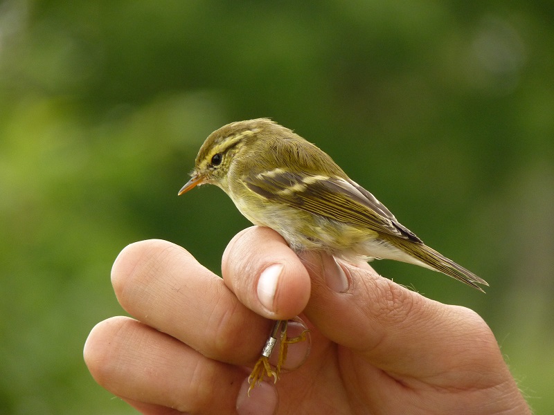 New studies on the migration ecology of land birds moving along the #EastAsianFlyway: 
Migration timing of #Phylloscopus warblers
link.springer.com/article/10.100…
Seasonal differences in stopover duration
doi.org/10.2326/osj.19…
#amurbirdproject #ornithology