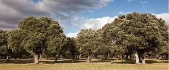 propiedadforest's tweet photo. Será la1ª vez que profesionales relacionados con la #propiedadforestal se reúnan en torno a unas mesas de reflexión y debate en España. Desde @FAFCYLE, promotor de la idea, se considera urgente tratar al más alto nivel la realidad del #sectorforestalprivado #congpropiedadforestal https://t.co/cmtE3wEMz1