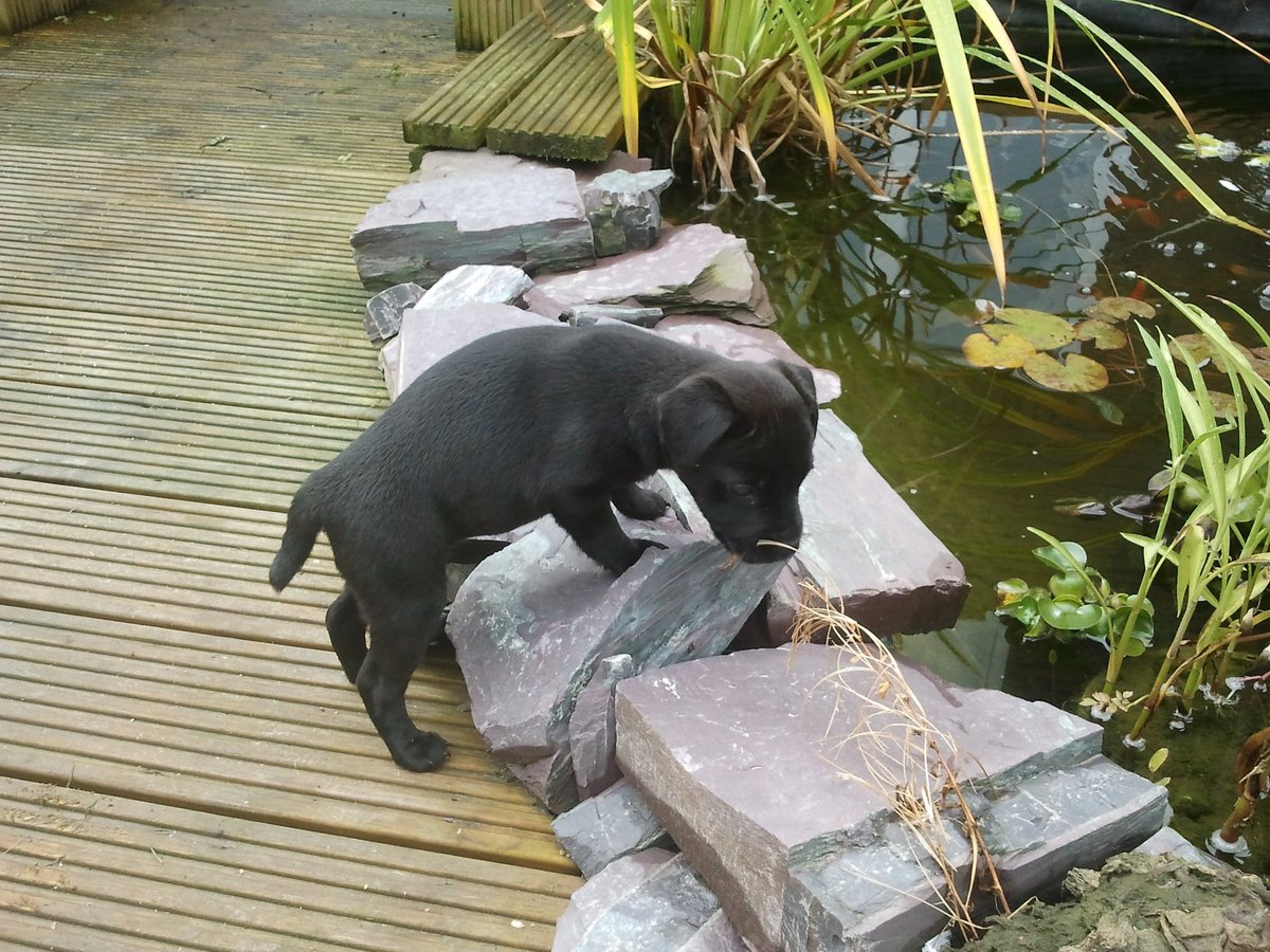 Lincoln_Patterdale_Terriers tweet media