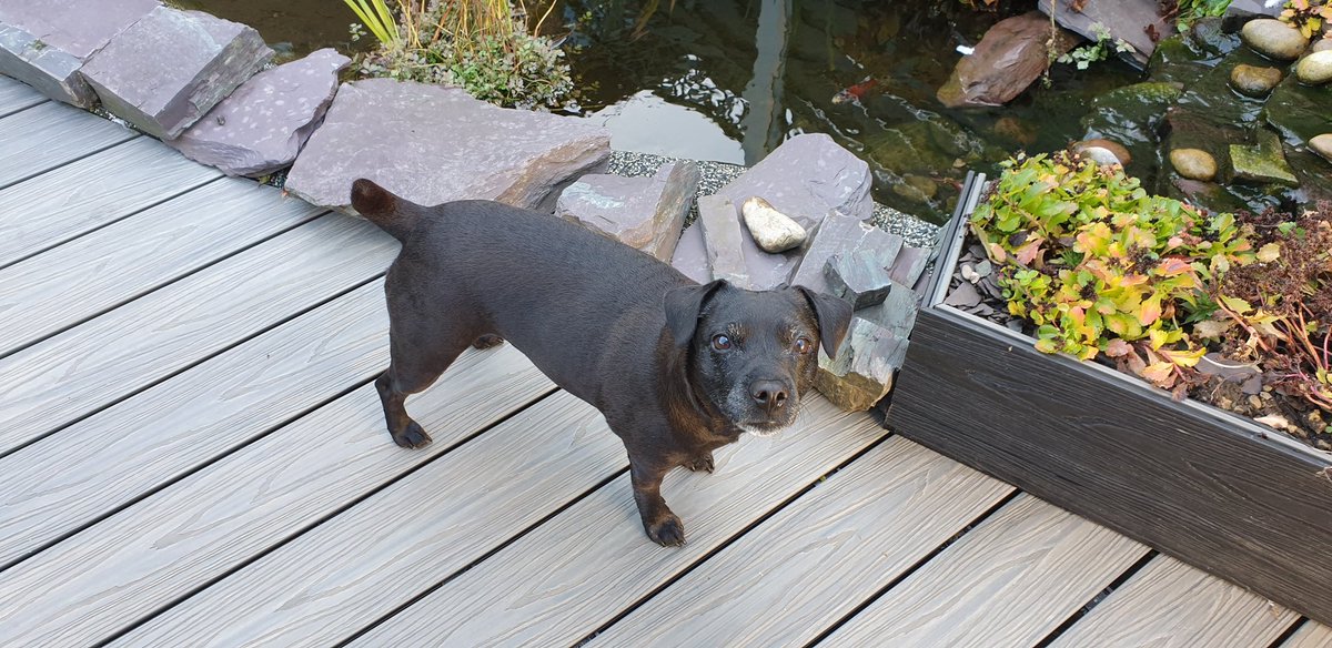 Lincoln_Patterdale_Terriers tweet media
