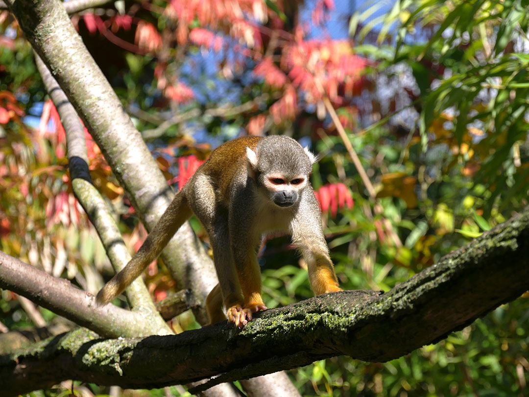 Parc Animalier des Pyrénées tweet media