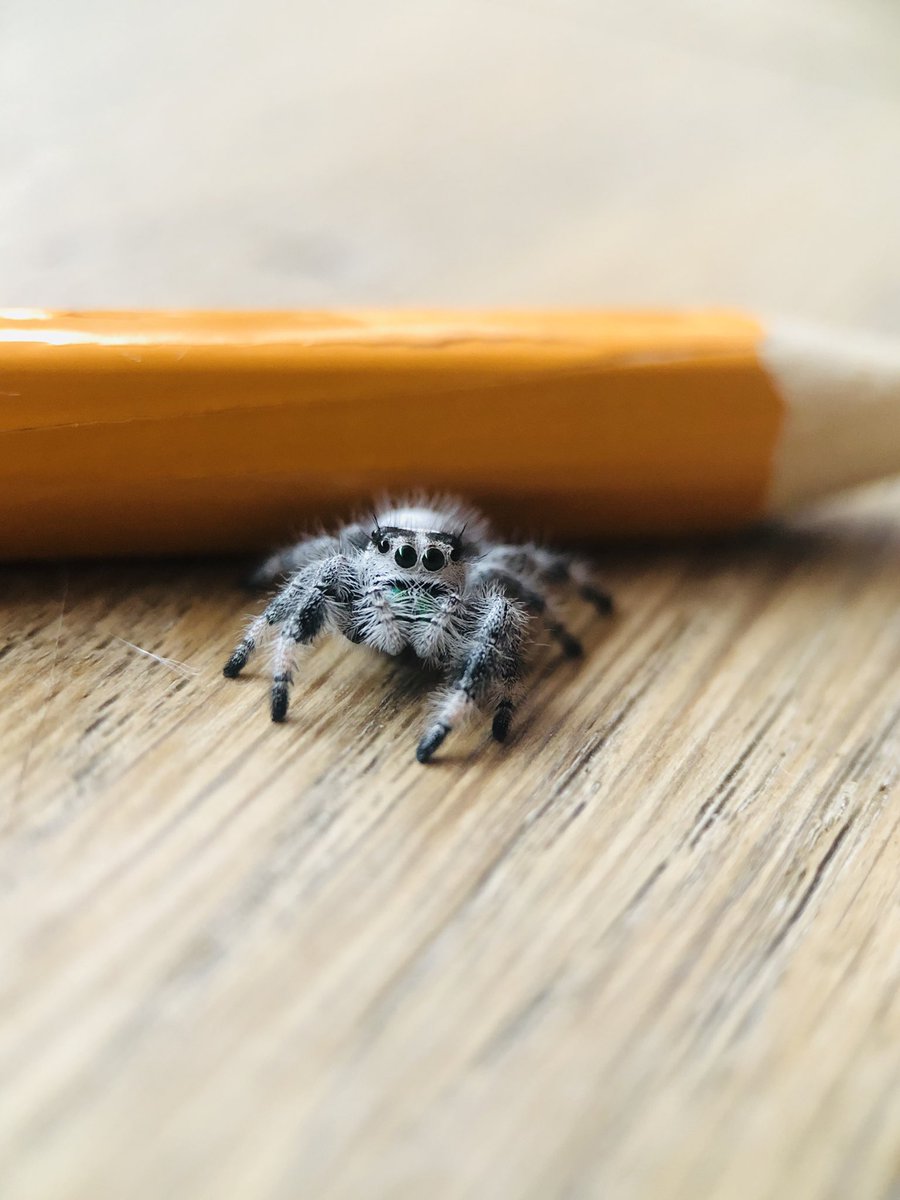 IslaButton's tweet photo. I don’t know why but my jumping spider, Madam Doodle Feeps died yesterday 🕷😭💔 https://t.co/HNdPg83tAe