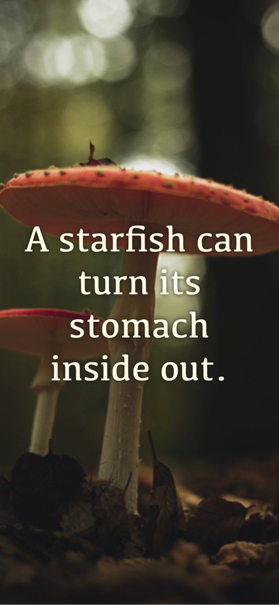 Redheadwytch's tweet image. #RandomFactOfTheDay