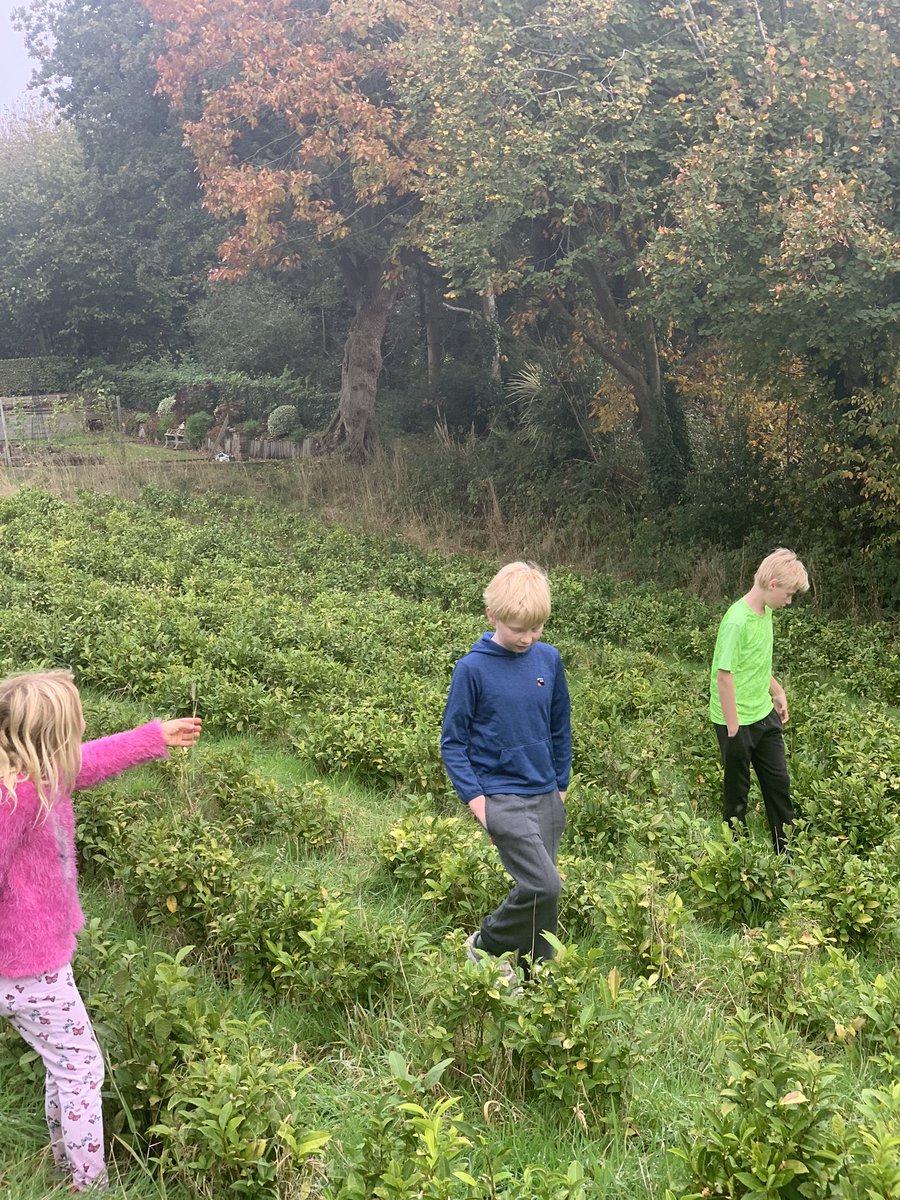 TheJsyTeaCoLtd's tweet photo. Going on a tea nut hunt! #teanuts #tea #teabusiness #teafarm #teafarming #organictea #organicjerseytea #jersey #farmjersey #keepjerseyfarming #jerseyci #childrenfarm #familyfarm #familybusiness  #propogatingplants https://t.co/m1IxutsNZ3