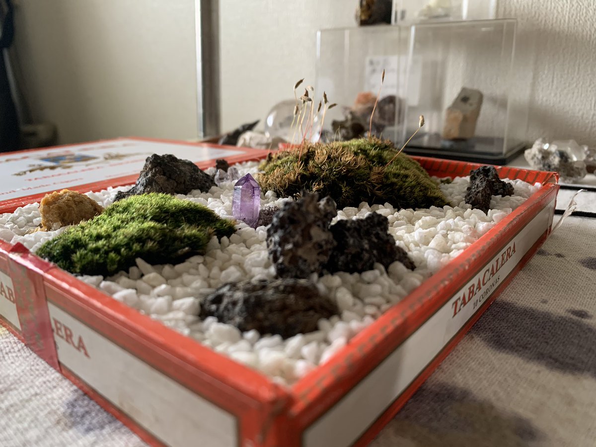 _crystalconnect's tweet photo. 日本庭園風苔テラリウムwithベラクルス産アメジスト💎✨

#mossterrarium #veracruzamethyst #terralium #amethyst  #ベラクルスアメジスト #日本庭園 https://t.co/rCRPvHTBQe