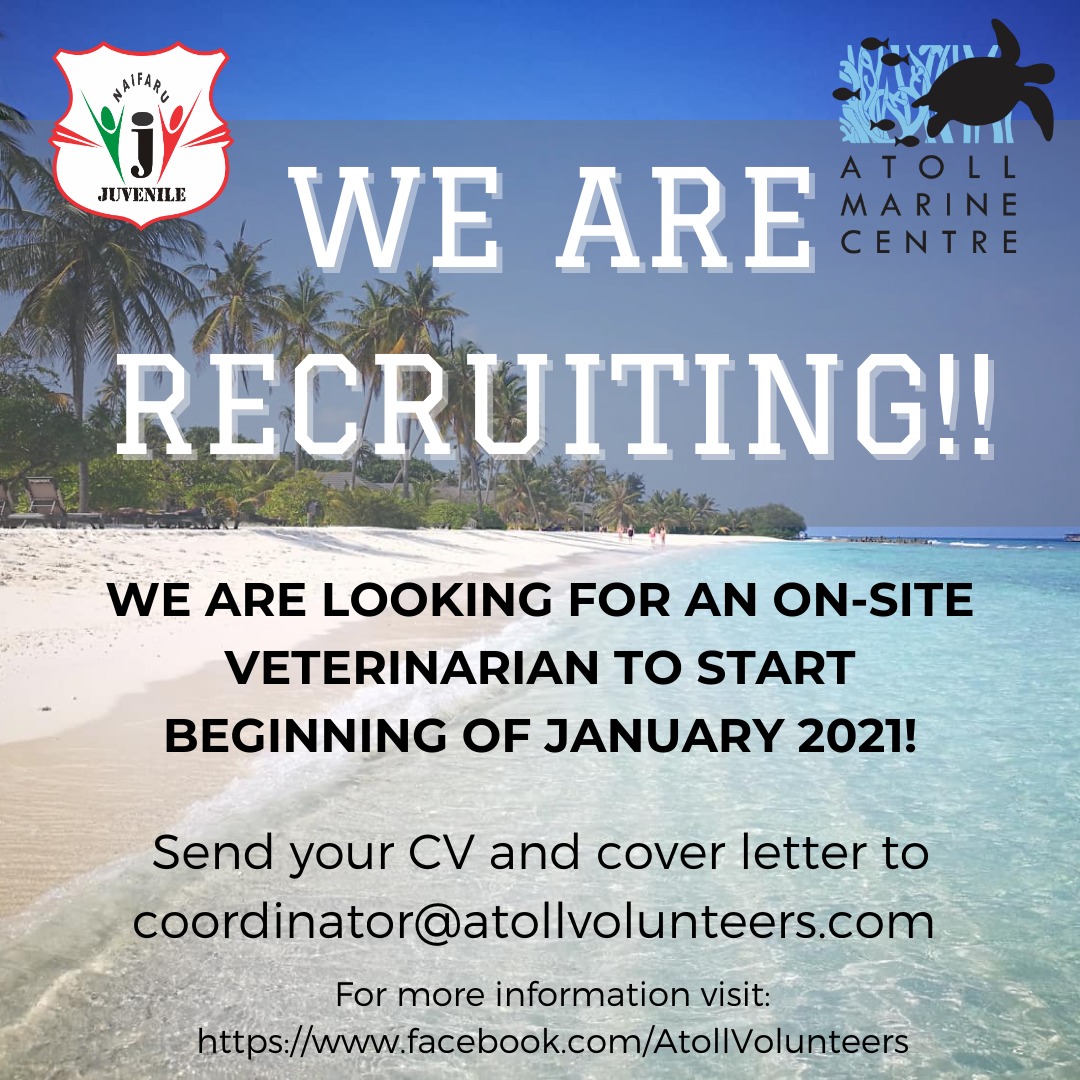 AtollVolunteers's tweet photo. Be the first veterinarian to launch our On-Site Vet Pilot Internship for our popular Marine Conservation and Sea Turtle program at Atoll Marine Centre! Get a once-in-a-lifetime chance to live like a local and provide quality healthcare to marine turtles! Deadline Nov 15 https://t.co/ChartnOTGa