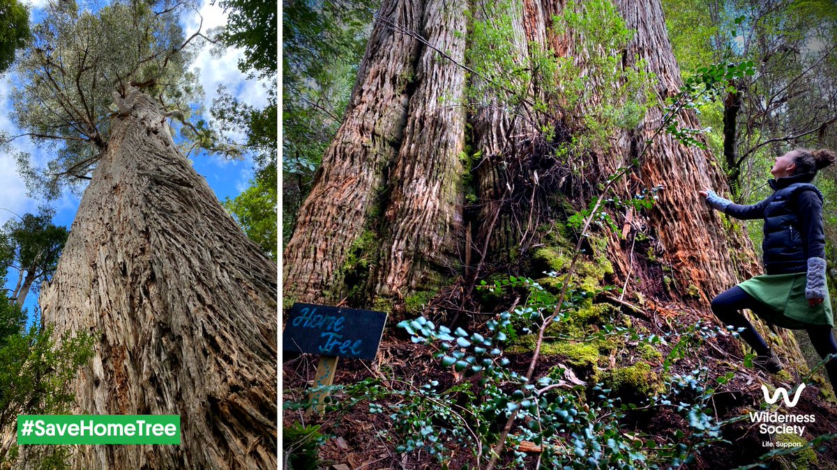 Wilderness_Aus's tweet photo. @ClareHarrod @russellcrowe World Heritage quality forest is still being logged in Tasmania.

Will you tell Tasmania’s Premier, &amp; Minister for Climate Change, Peter Gutwein, to leave old growth forests for nature &amp; the climate?👇
https://t.co/Ll52WbClsm

Let's #SaveHomeTree &amp; Tassie's forests. #taspol https://t.co/AZmj350nj5