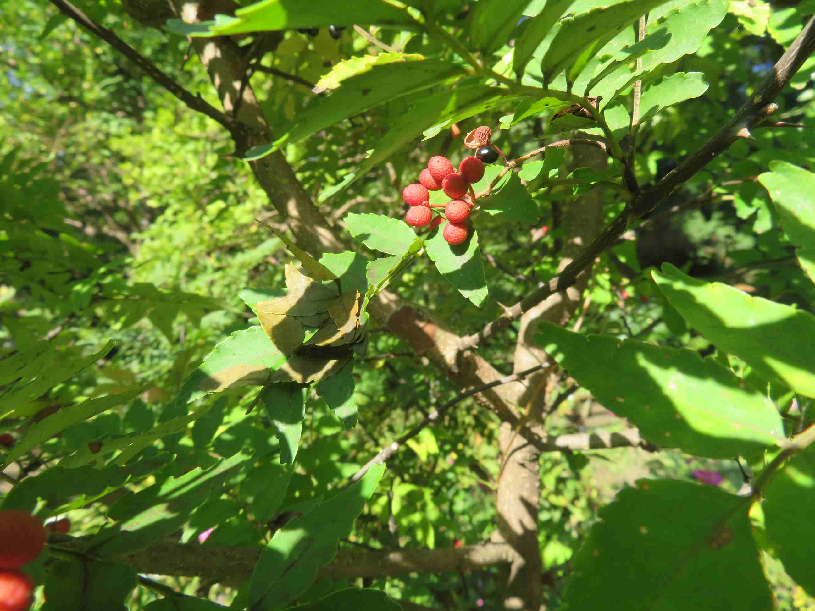 See Chofu Shi S Tweet On Oct 26 Twitter