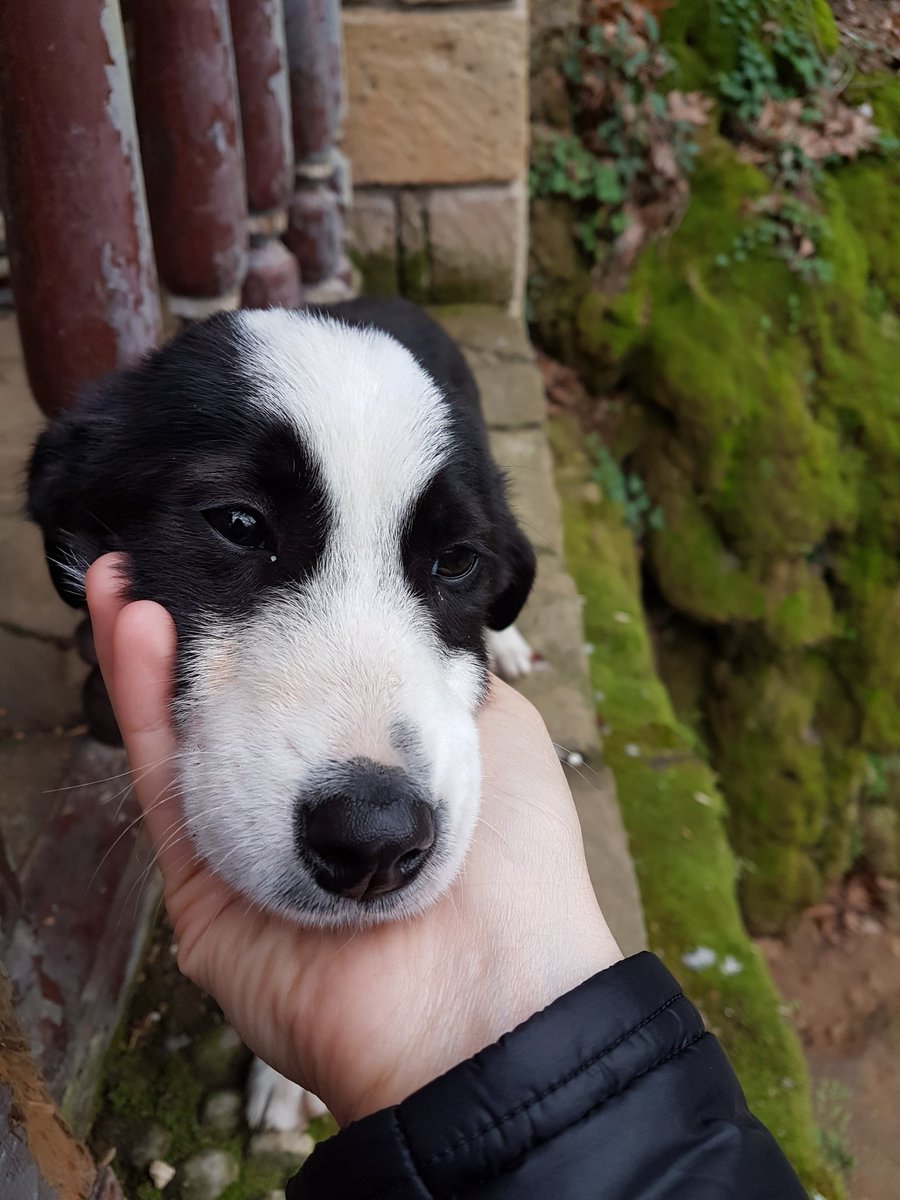 #HayvanHaklarıYasasıHEMEN
Çok masum ve savunmasızlar..