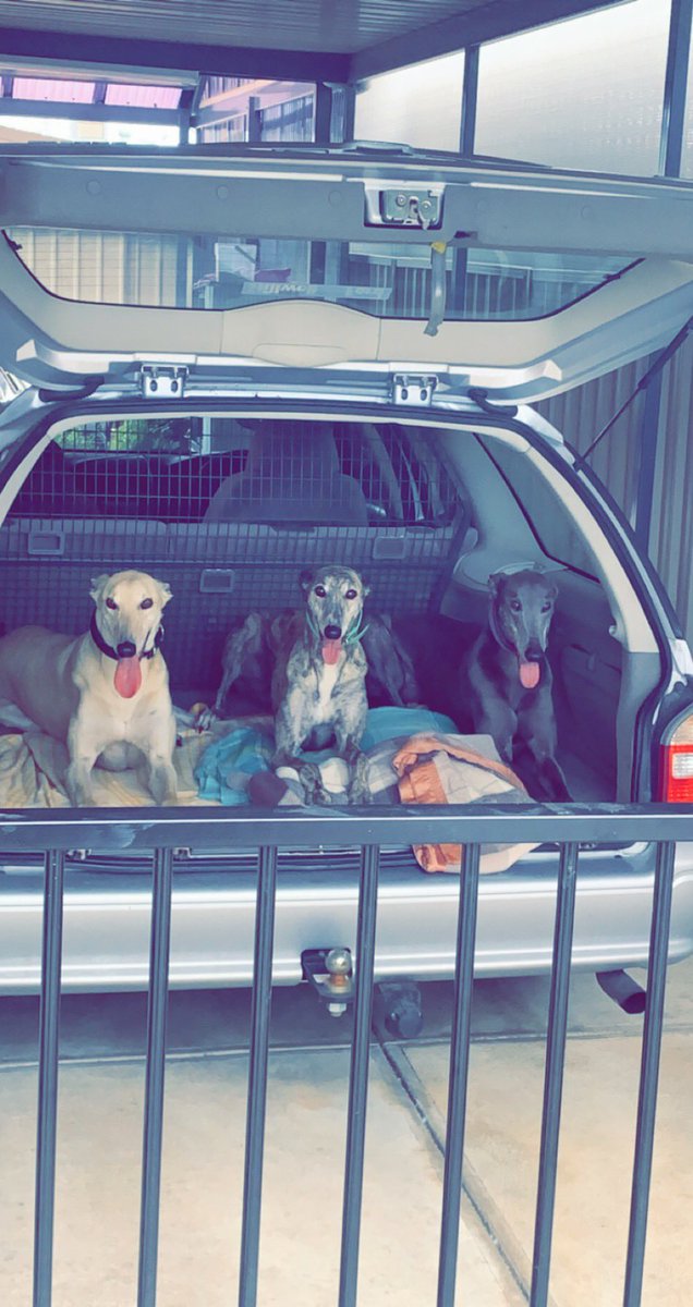 lauren_harris86's tweet image. Went to mums on the way to the races tonight. This is how I found her retired dogs, we have Polar, Jill and Maggie. They all thought they were going racing!! #stacktheaces #whisperingsoul #blueviper #retirednotrescued