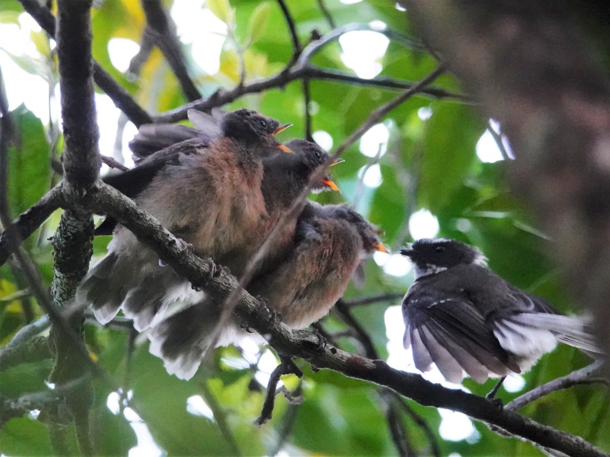 Adorable fledgling pīwakawaka fresh out of the nest! Hilarious reaction on the kids faces when mum and dad showed up with food. 😋

#Aongatete #pīwakawaka #fantail #BOTY #BOTY2020 #BirdOfTheYear #NZbirds #spring <a href="/piwakawaka4eva/">Vote Pīwakawaka for BOTY 2020</a> <a href="/Forest_and_Bird/">Forest & Bird</a>