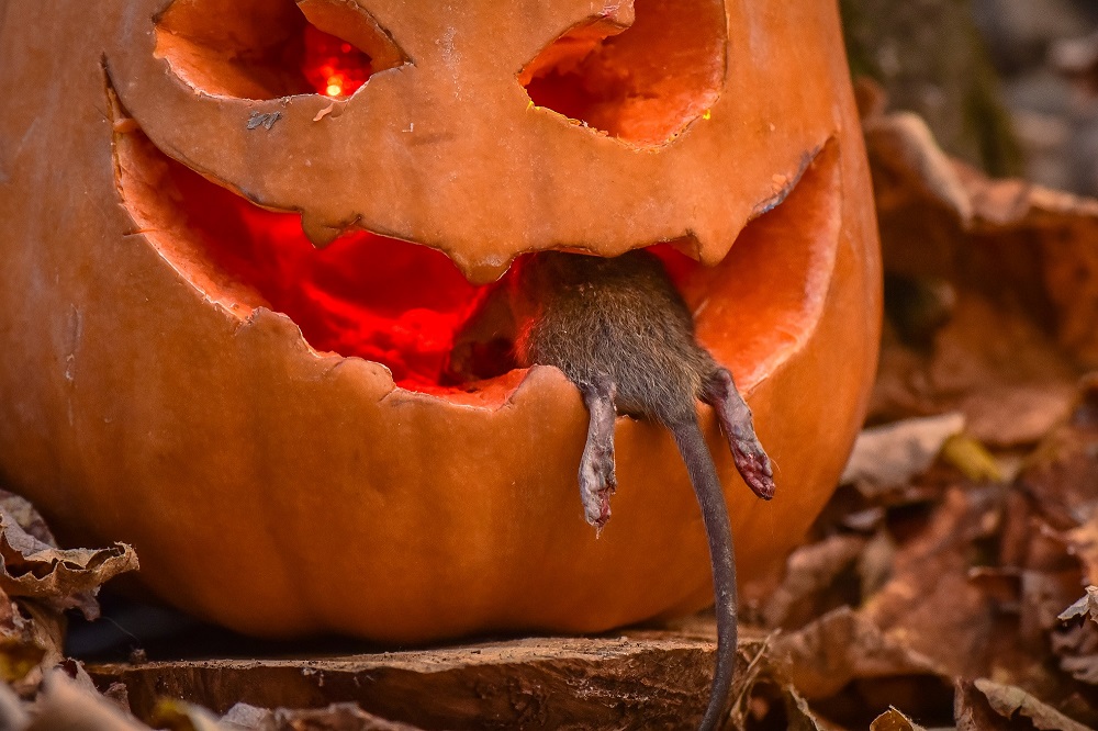 With Halloween just around the corner it’s time to get those pumpkins carved. However, if not disposed of correctly afterwards you could find that rats, mice and squirrels may also wish to join the pumpkin party! #ProudToBePROMPT #Halloween #pumpkin #rodents